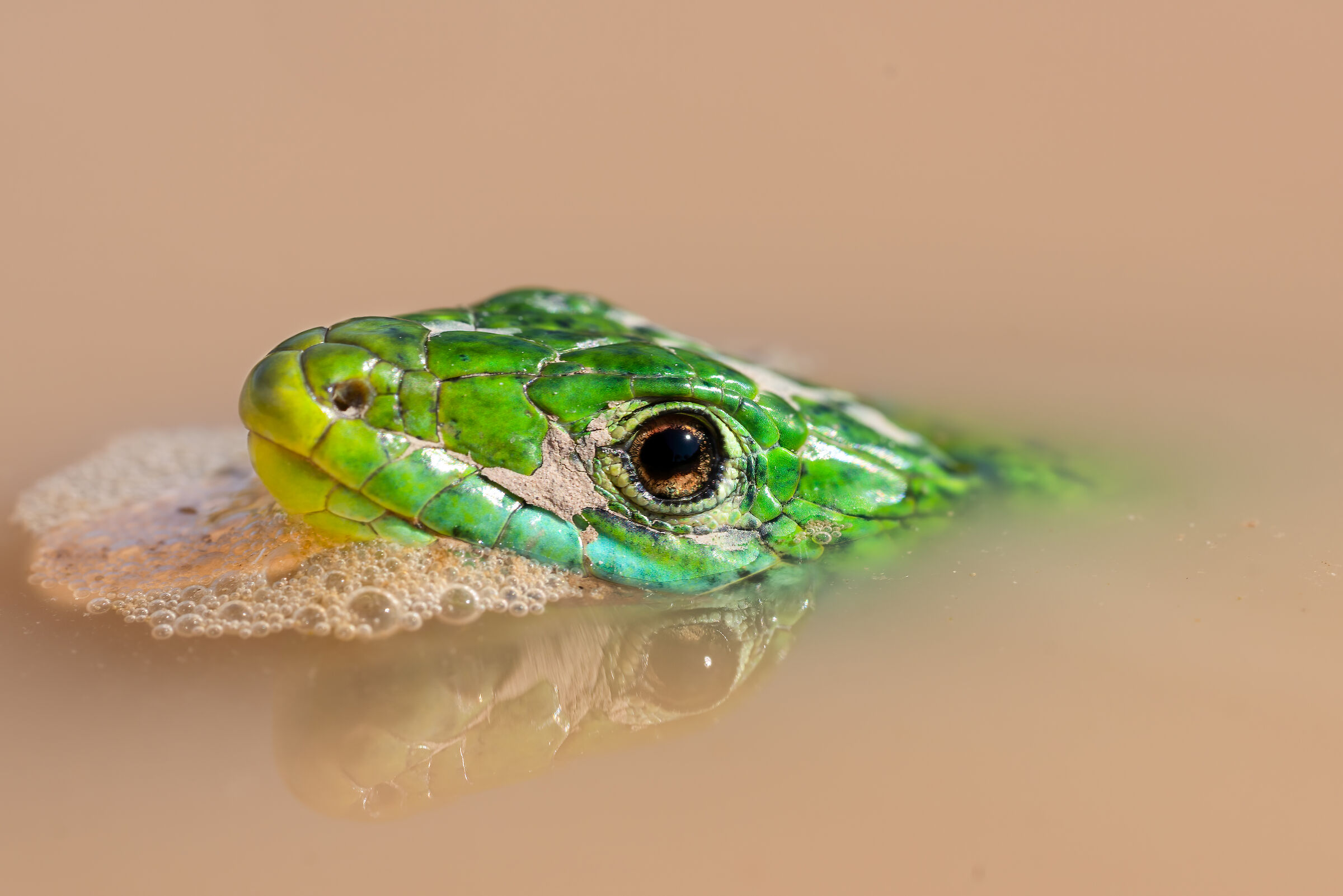 Green lizard...