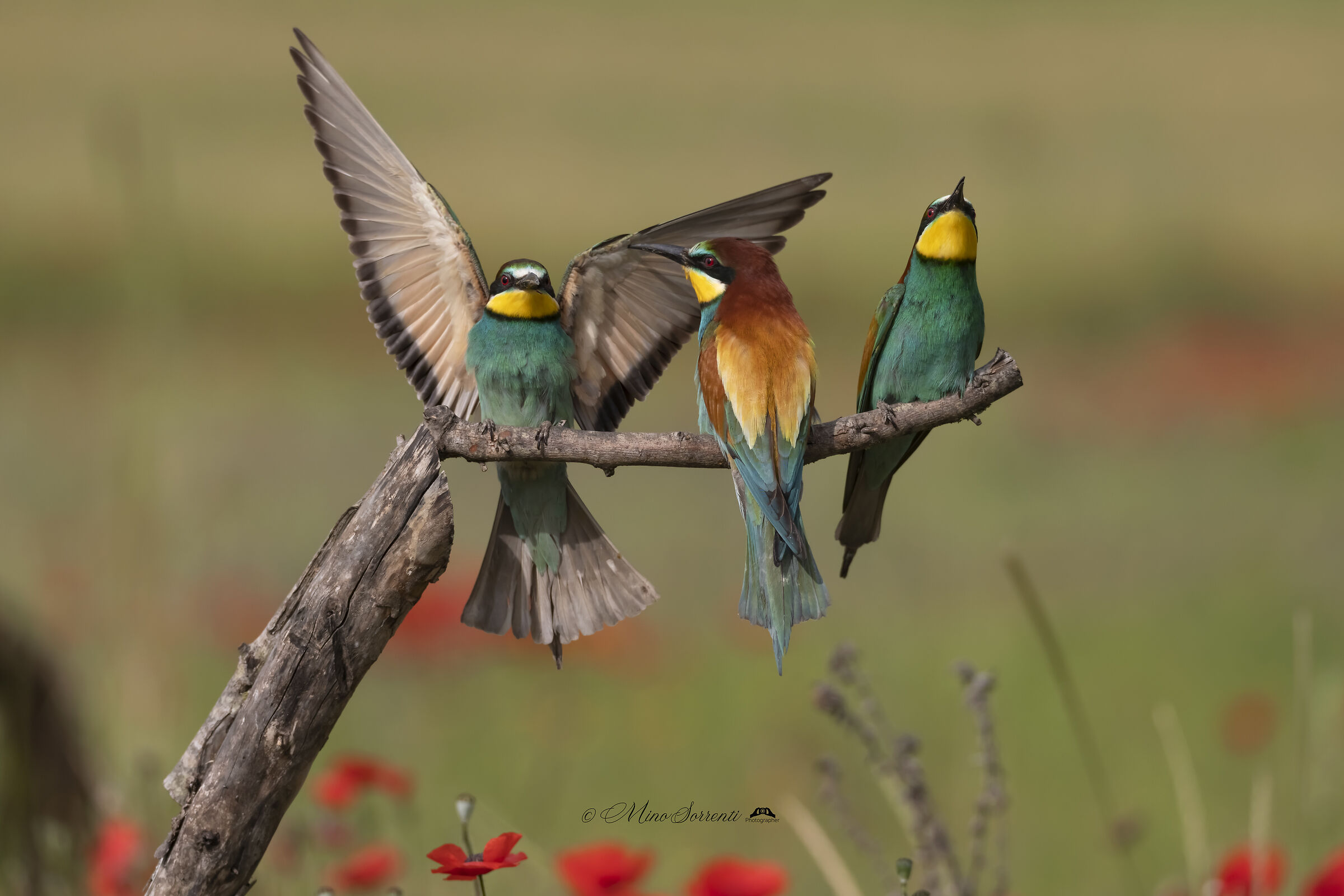 Bee-eaters !...