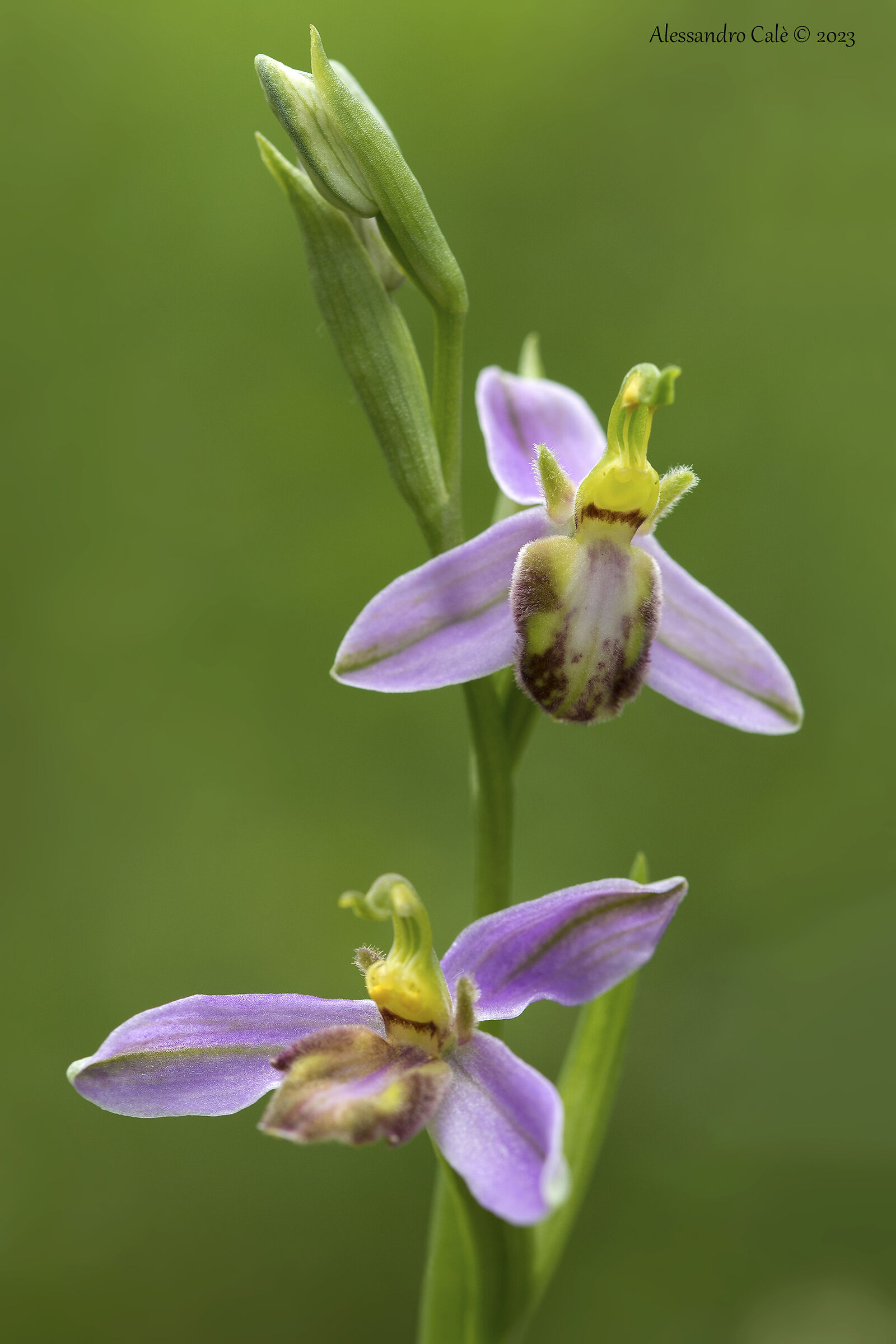 Ophrys apifera var. tilaventina 8112...