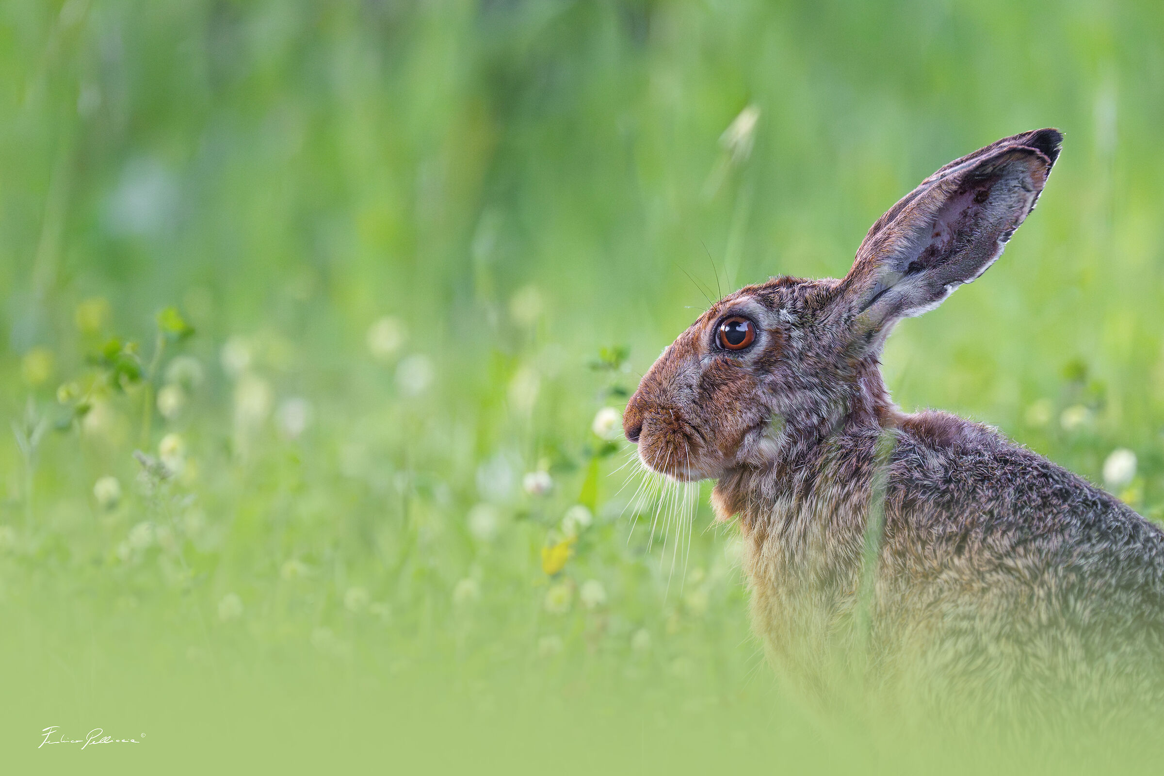 the profile of the Hare ...