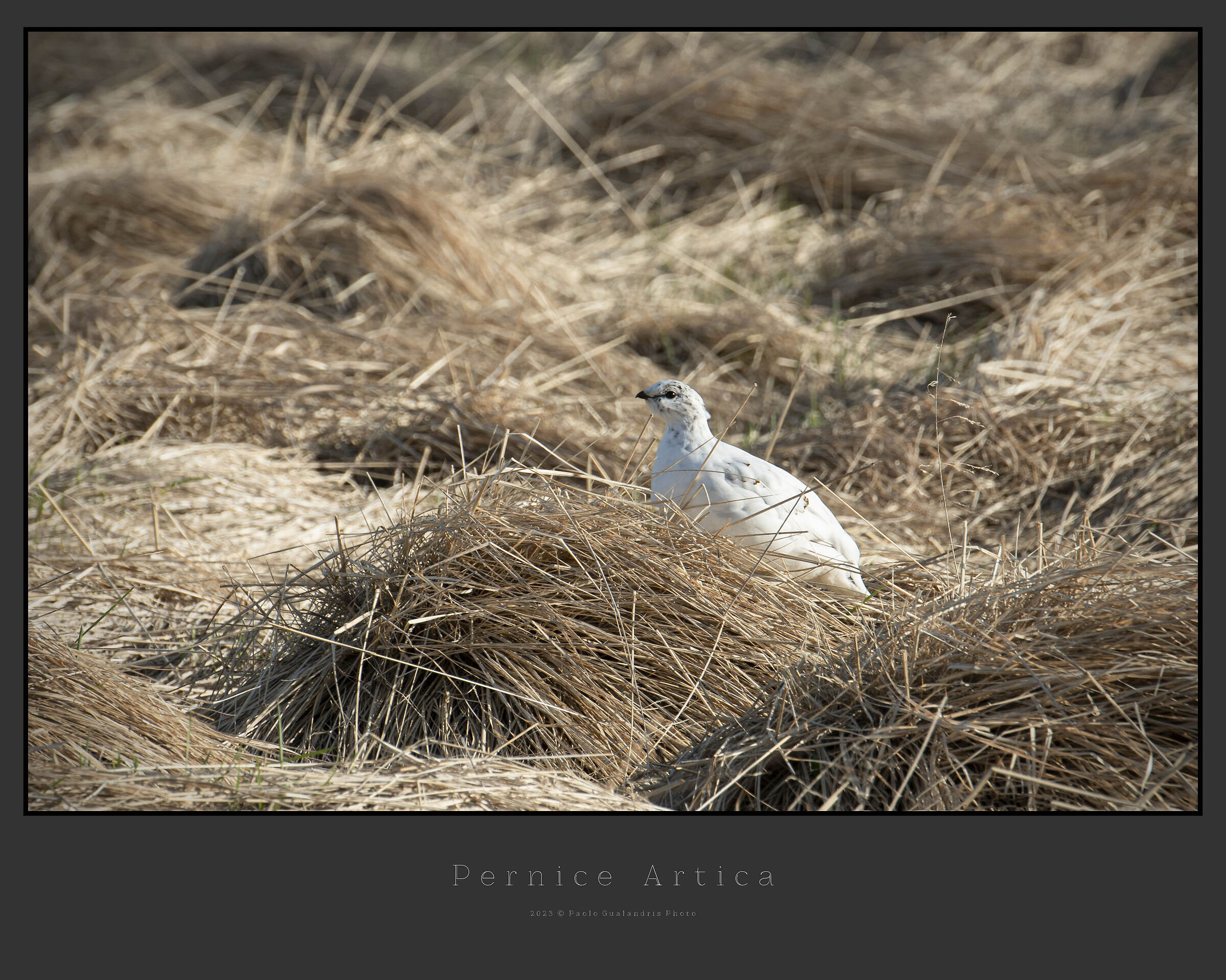 Arctic partridge...