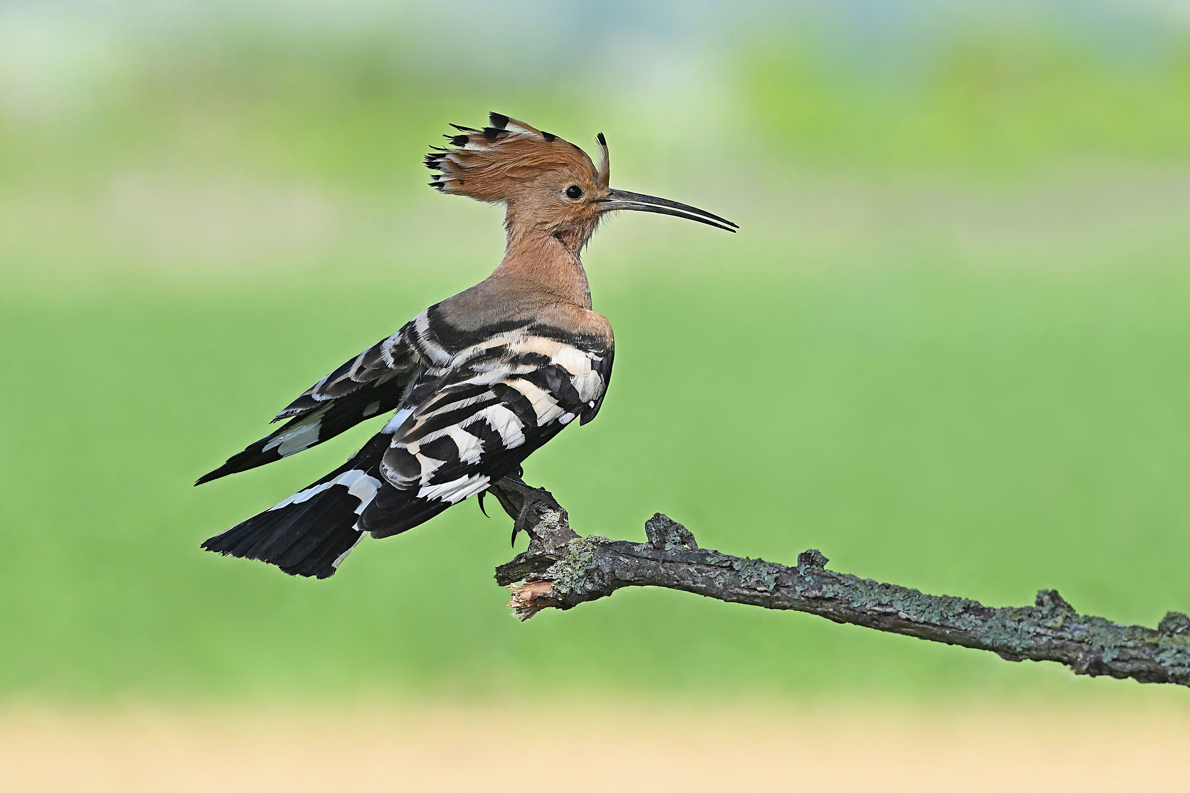 Feather Stories 5 (Hoopoe)...
