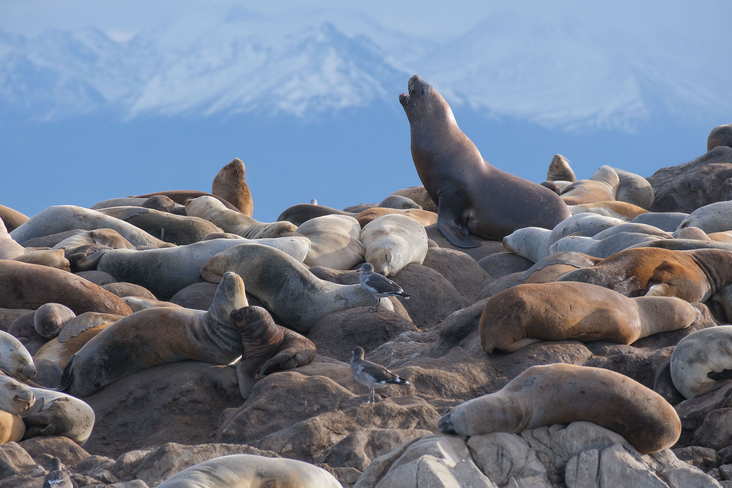Sea lions in the Beagle Channel...