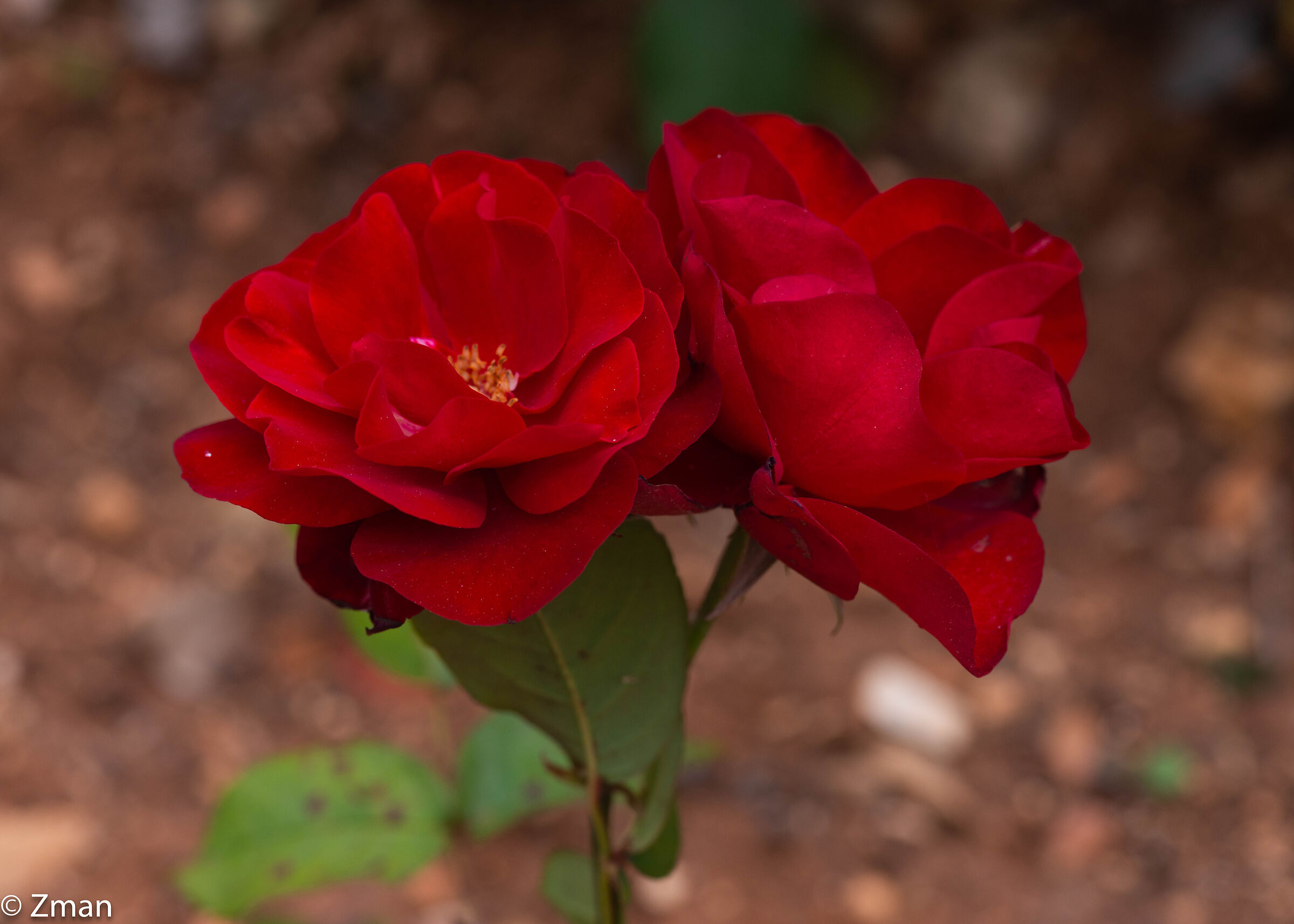 Royal Red Roses...