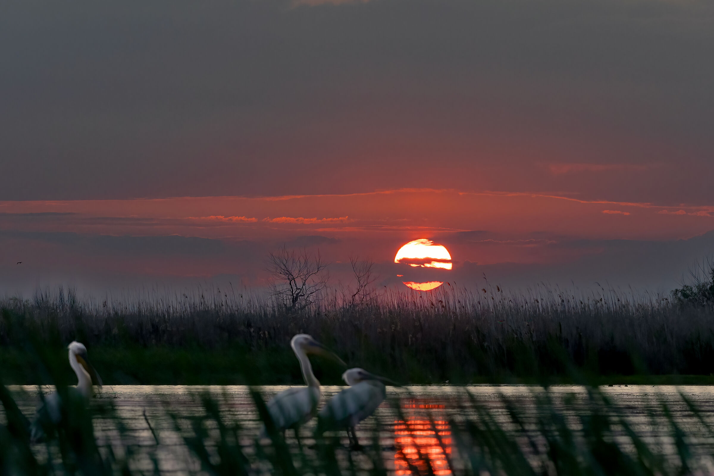 Pelicans in the sunset...