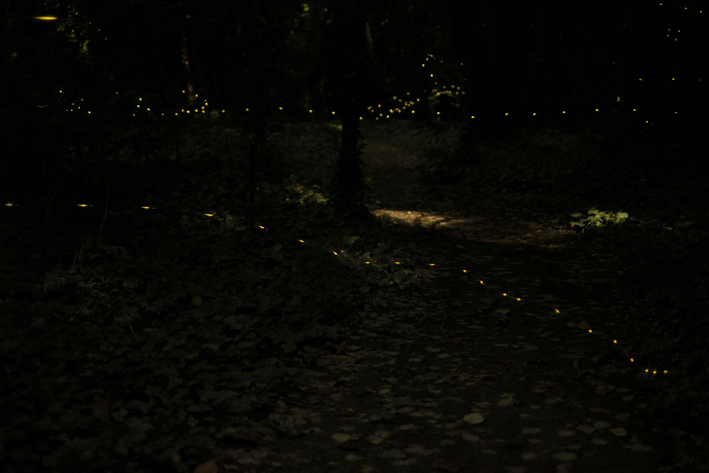 Lights in the woods ...