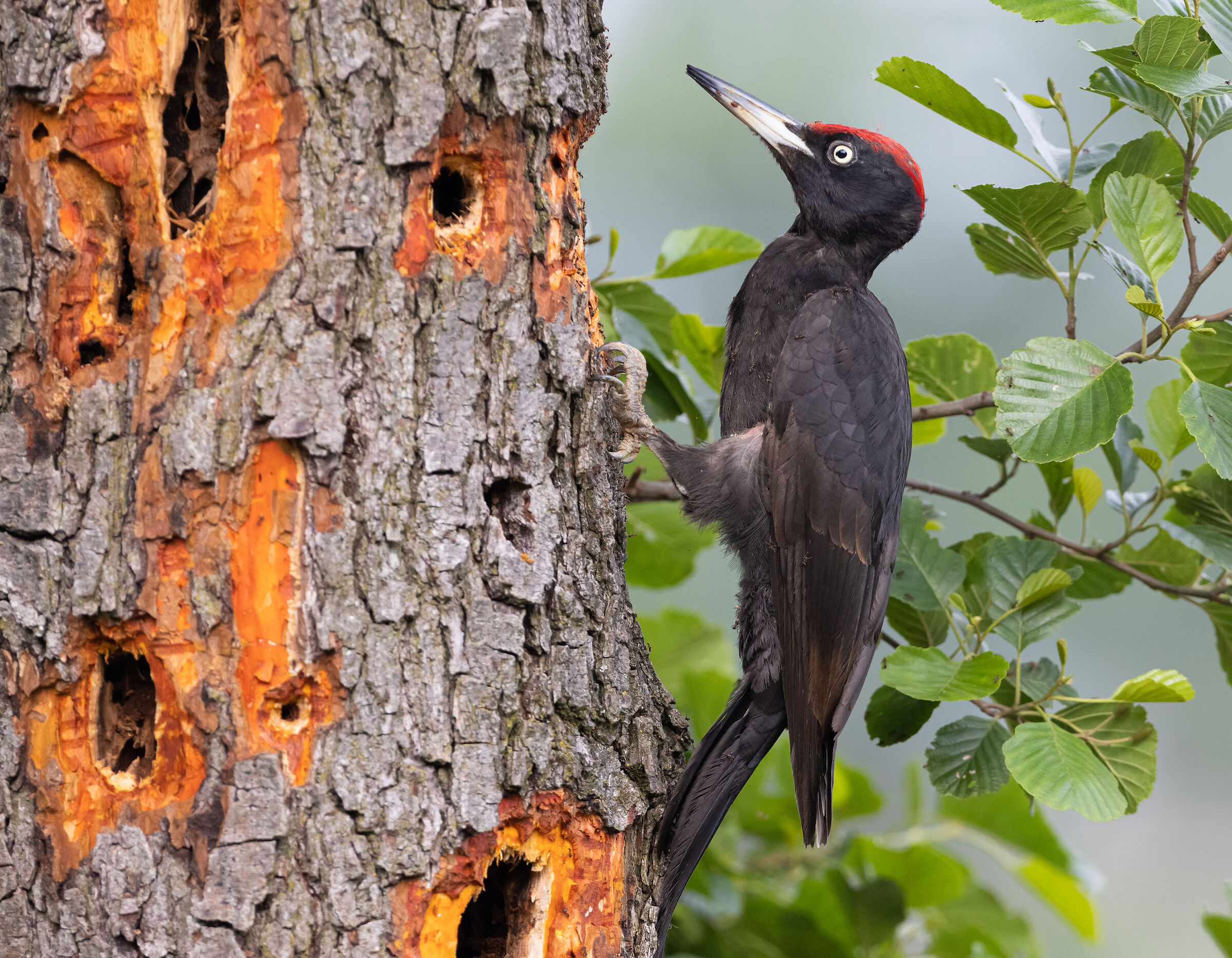 Picchio Nero - Great Black Woodpecker  Provincia di LC...