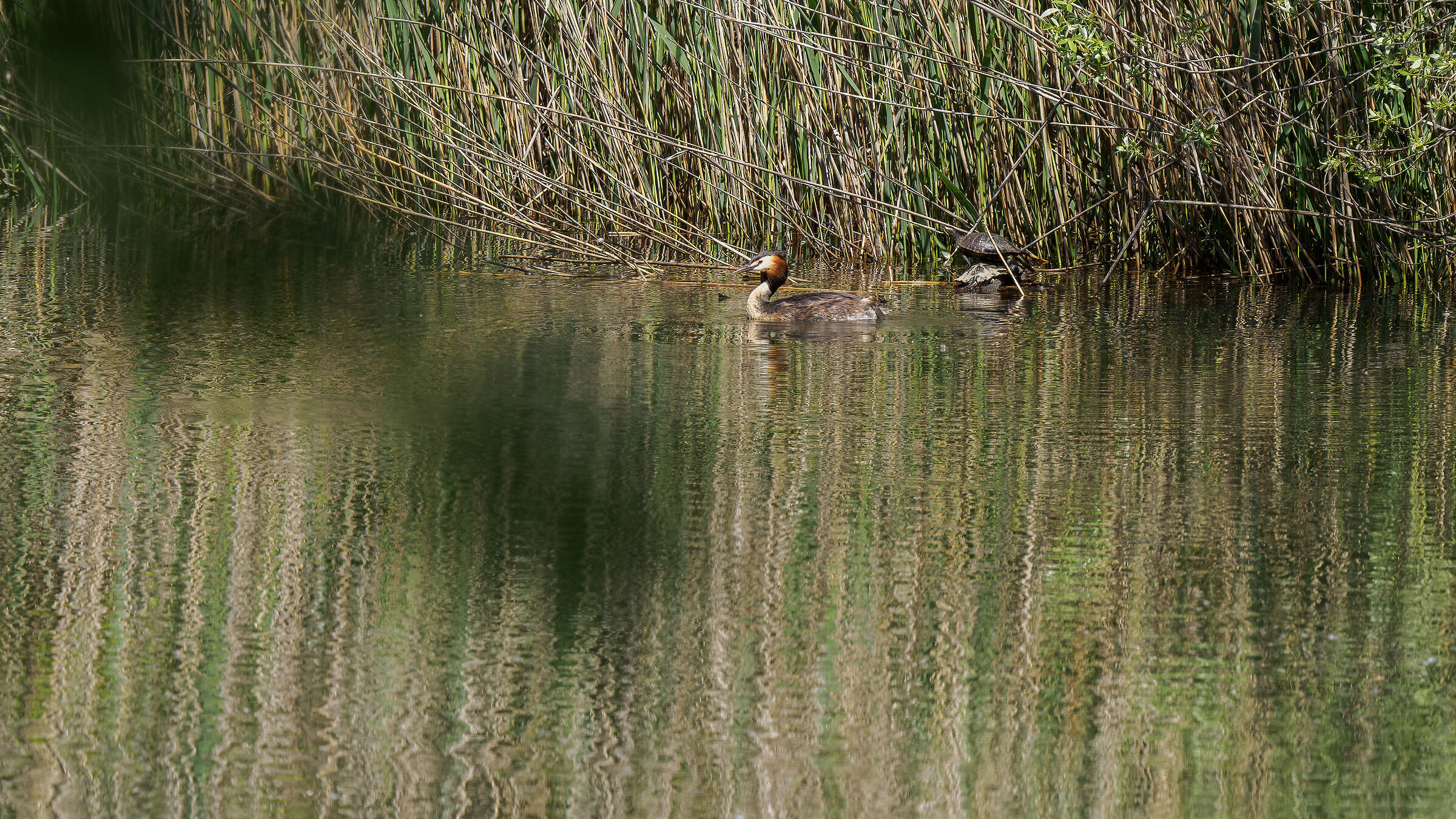 Grebe and turtles...
