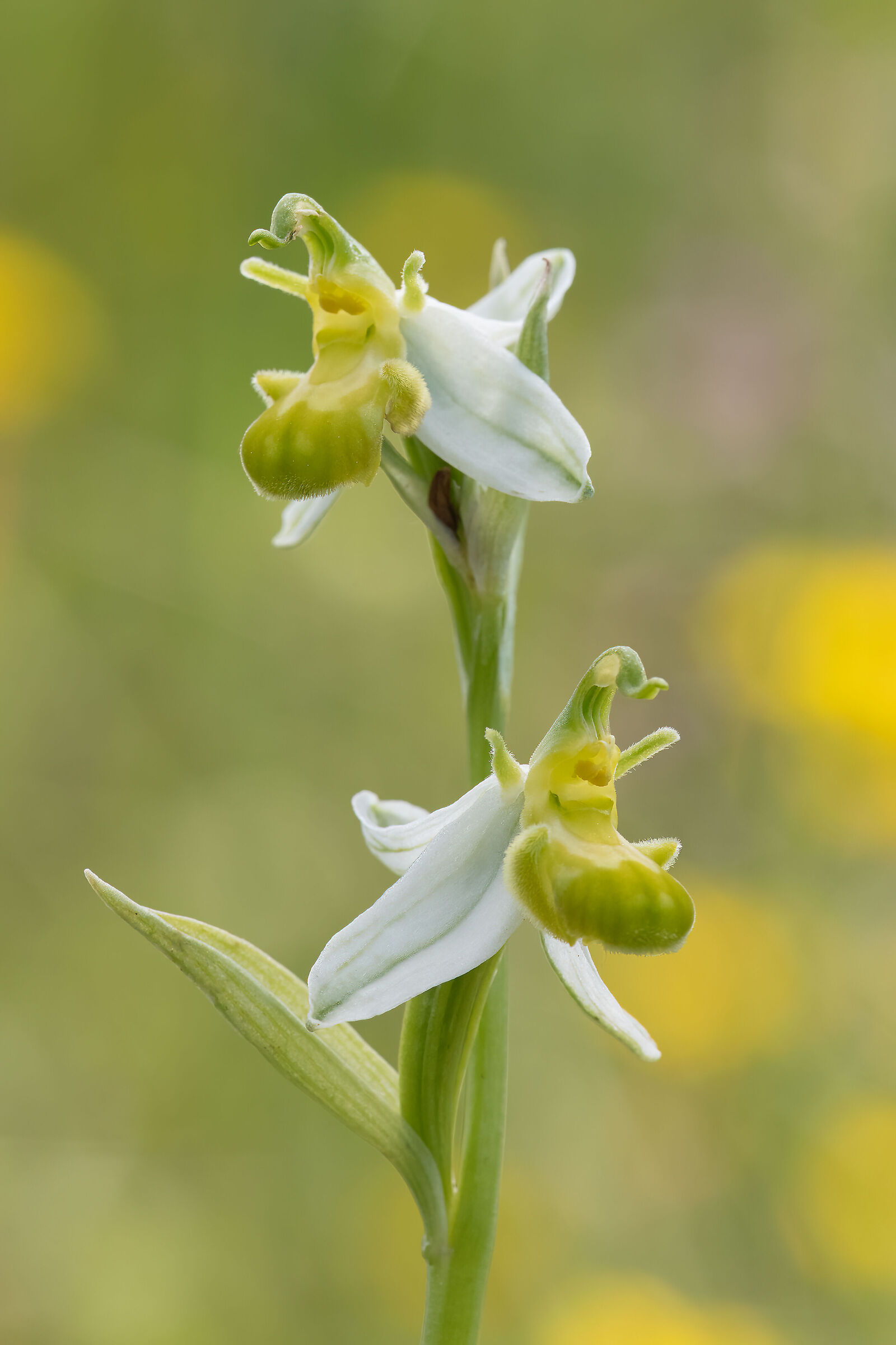 Apifera Ophrys var.chlorantha...