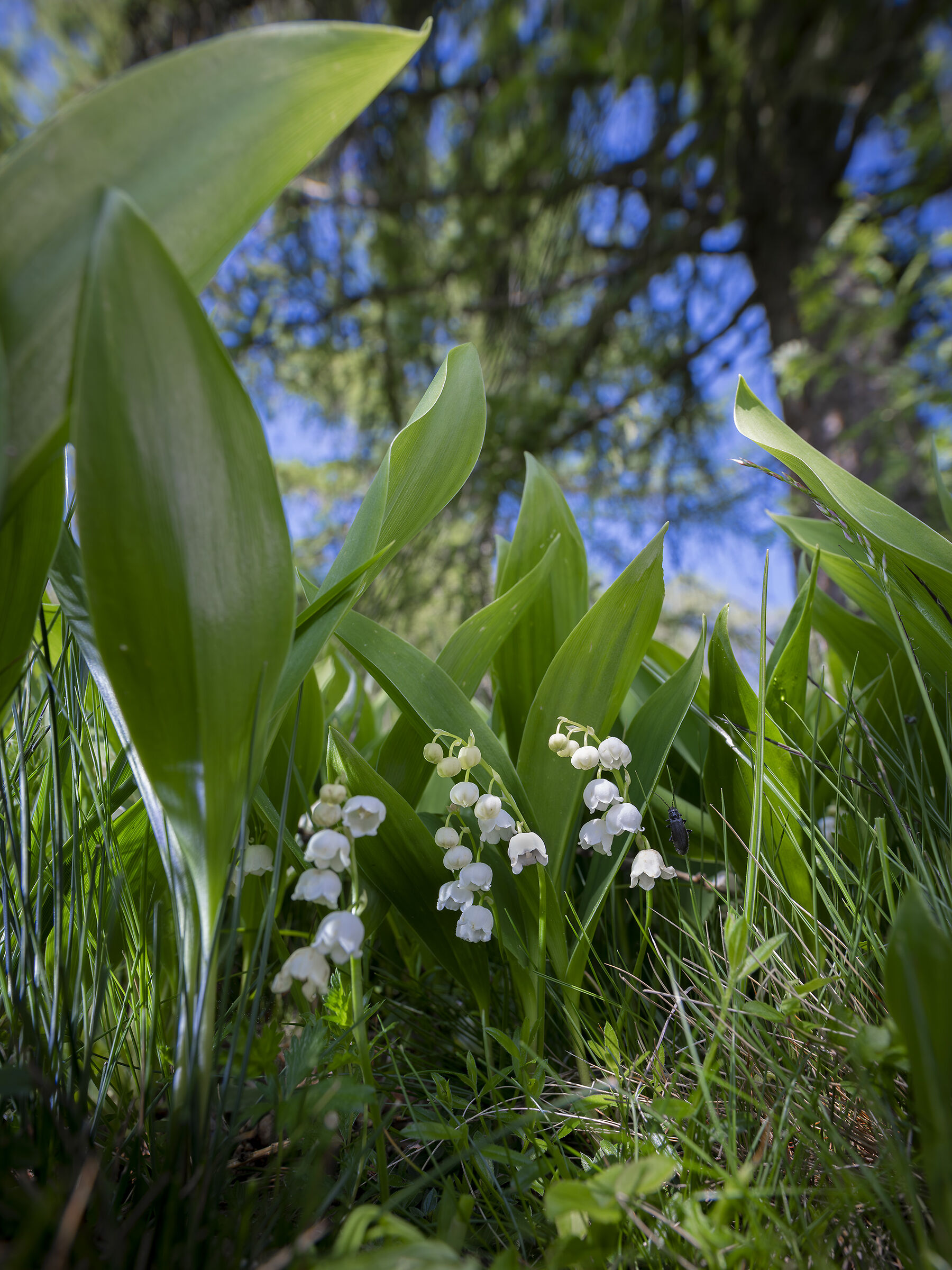 Lilies of the valley...