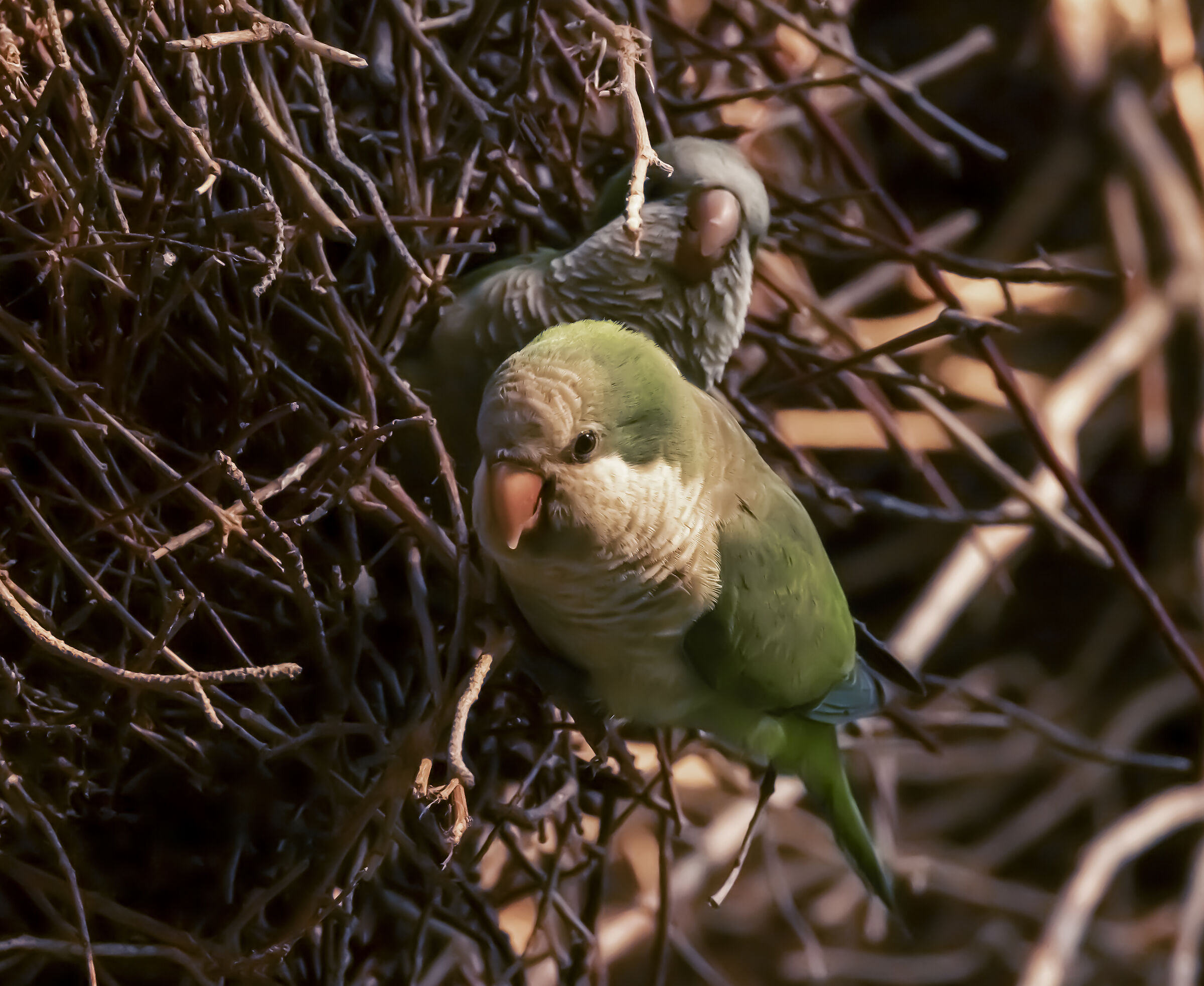 a couple of nesting parakeets...
