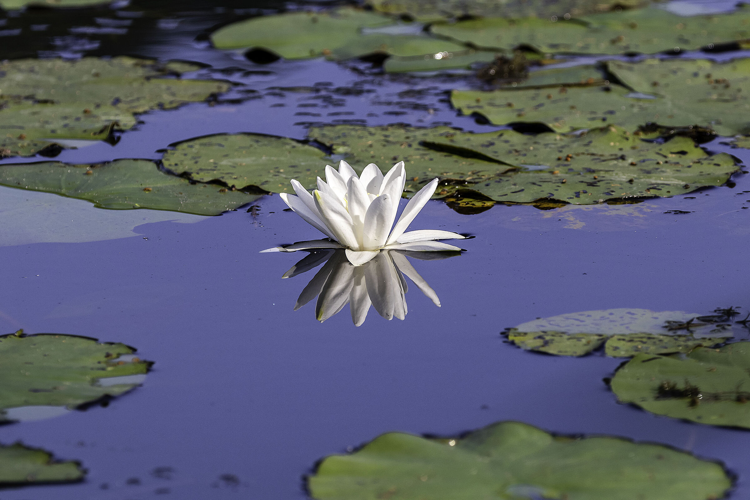 Water lily in the mirror...
