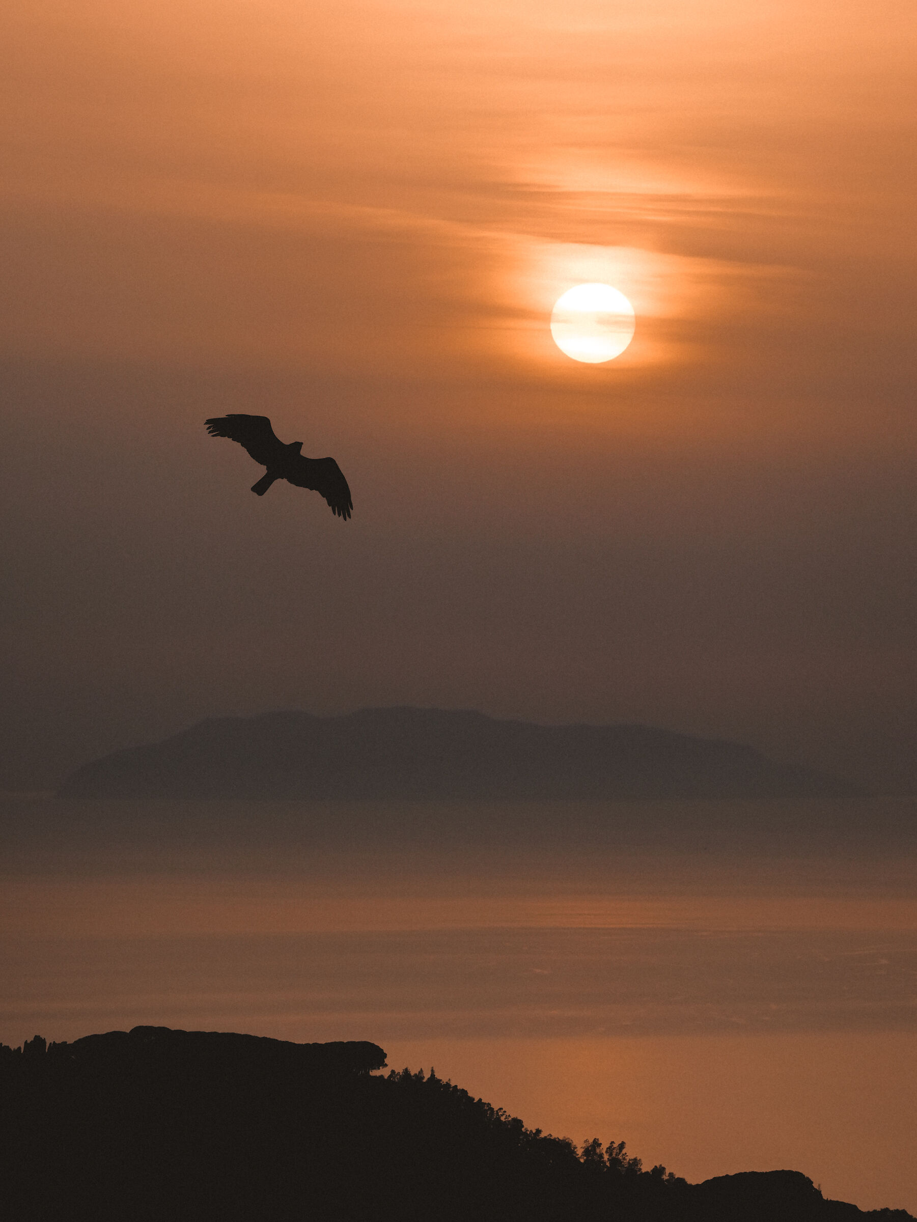 Short-toed eagle at sunset...