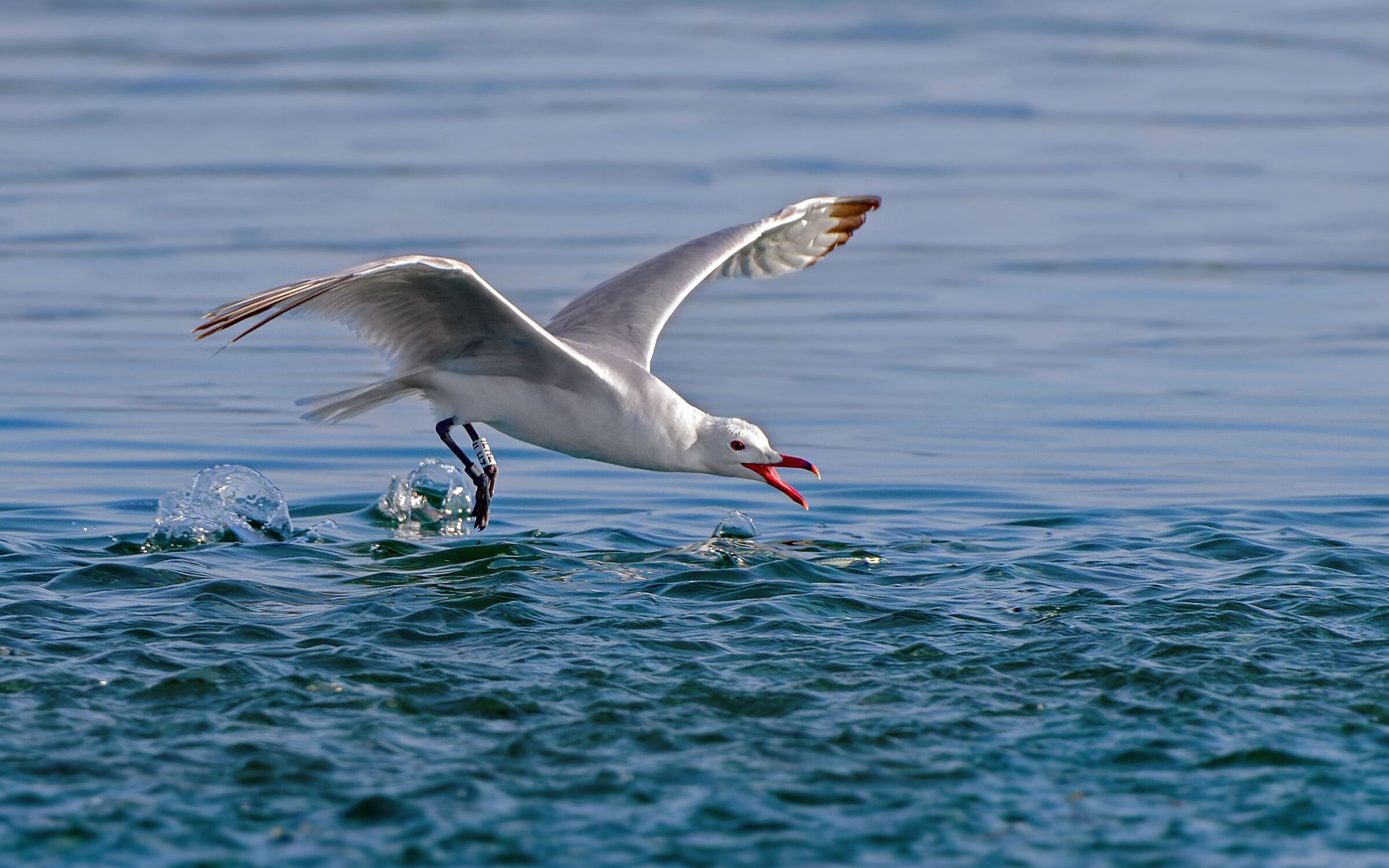 Corsican gull fishing...