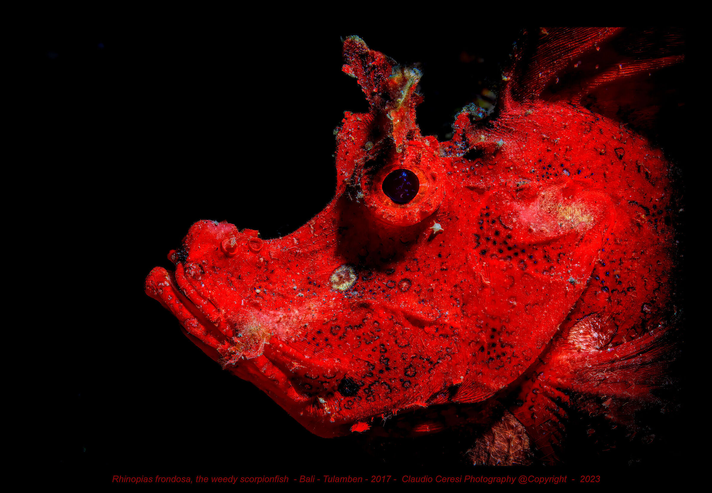 Rhinopias frondosa, the weedy scorpionfish - Bali -...