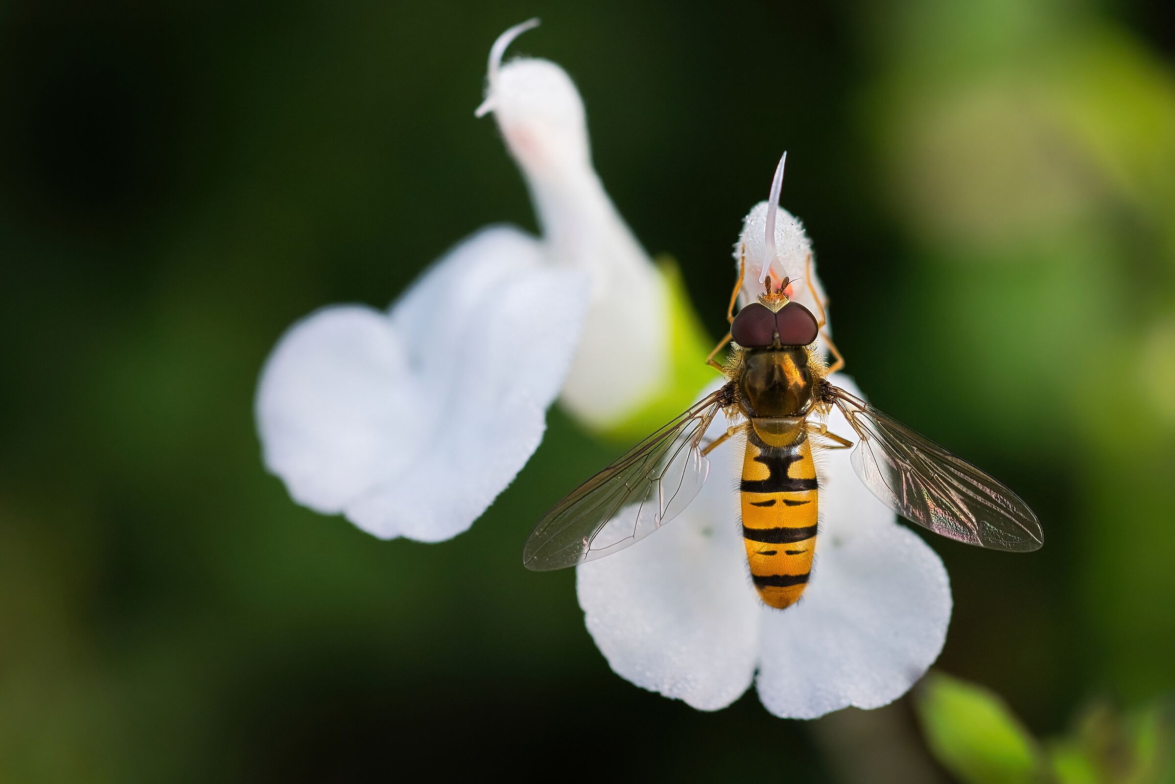 Hover fly...