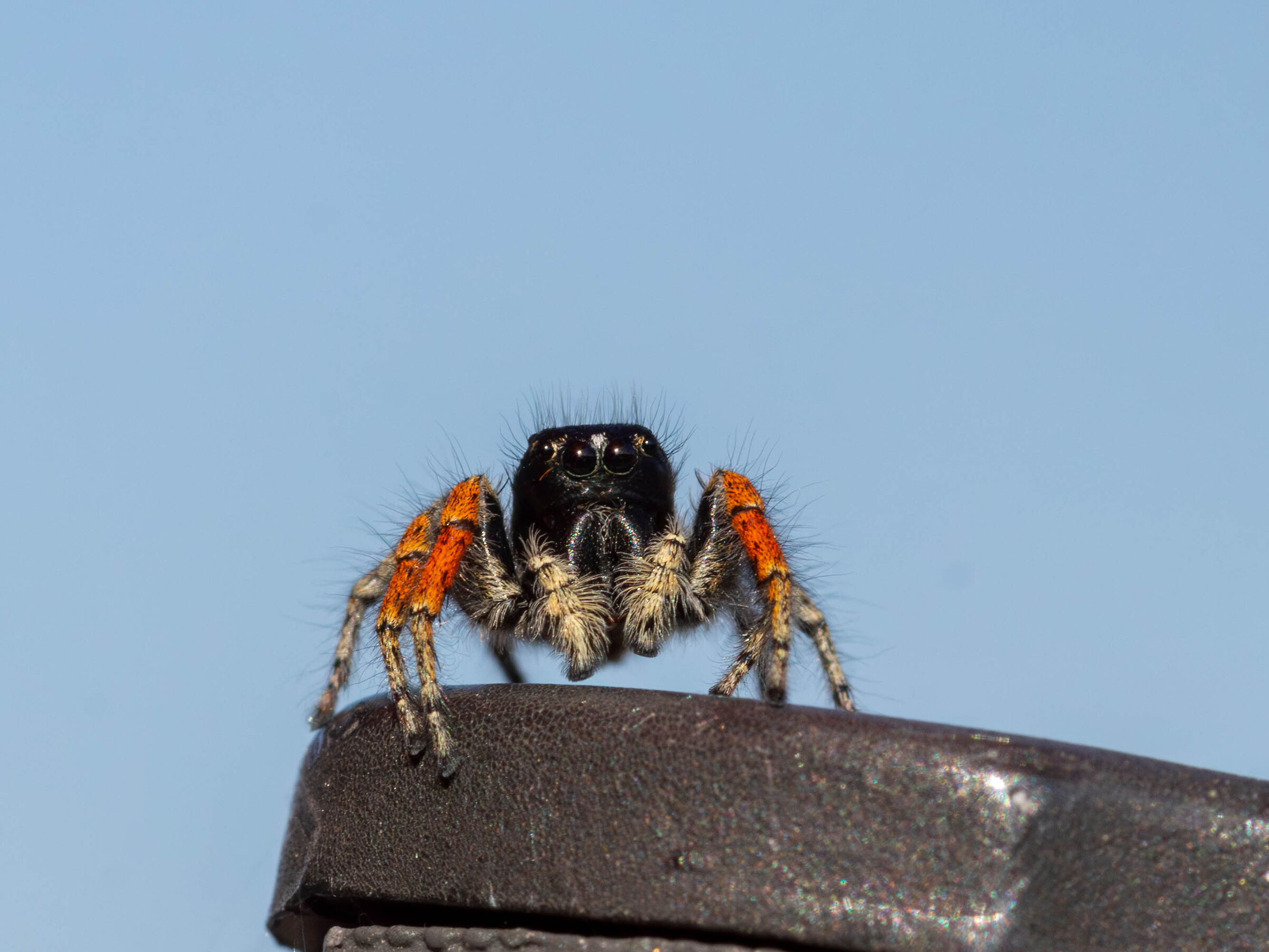 Philaeus chrysops (Blood jumping spider)...