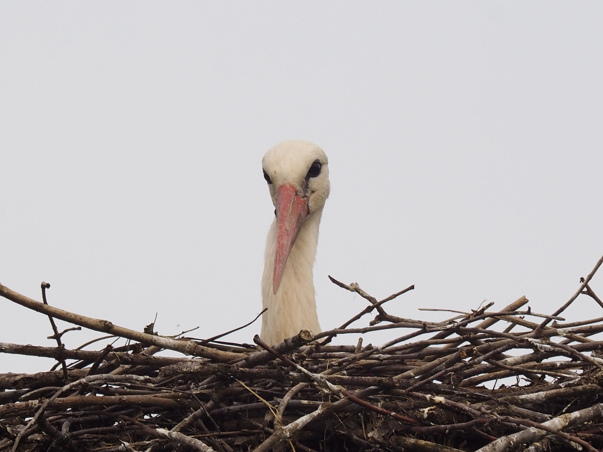 Suspicious stork...