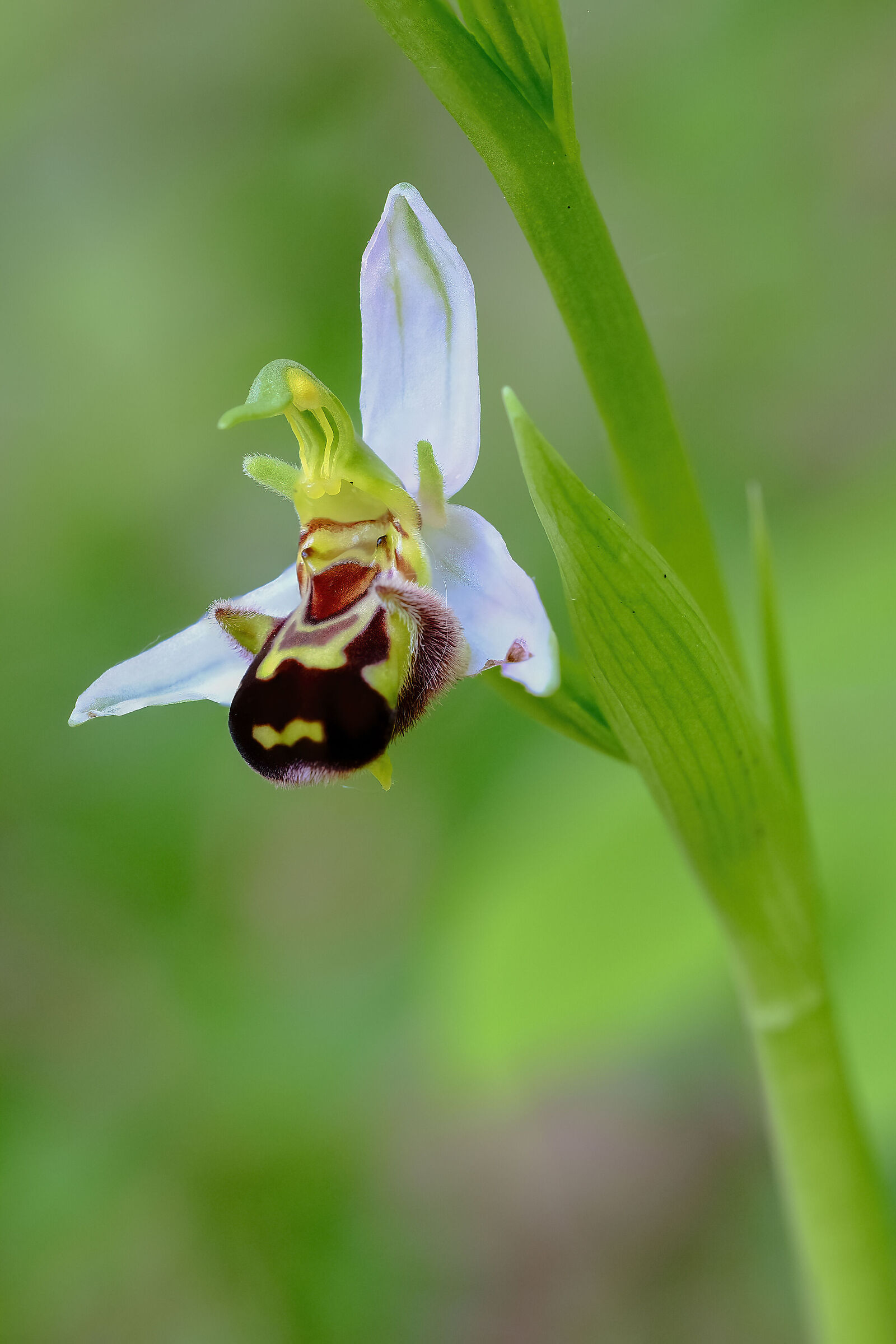 Ophrys Apifera...