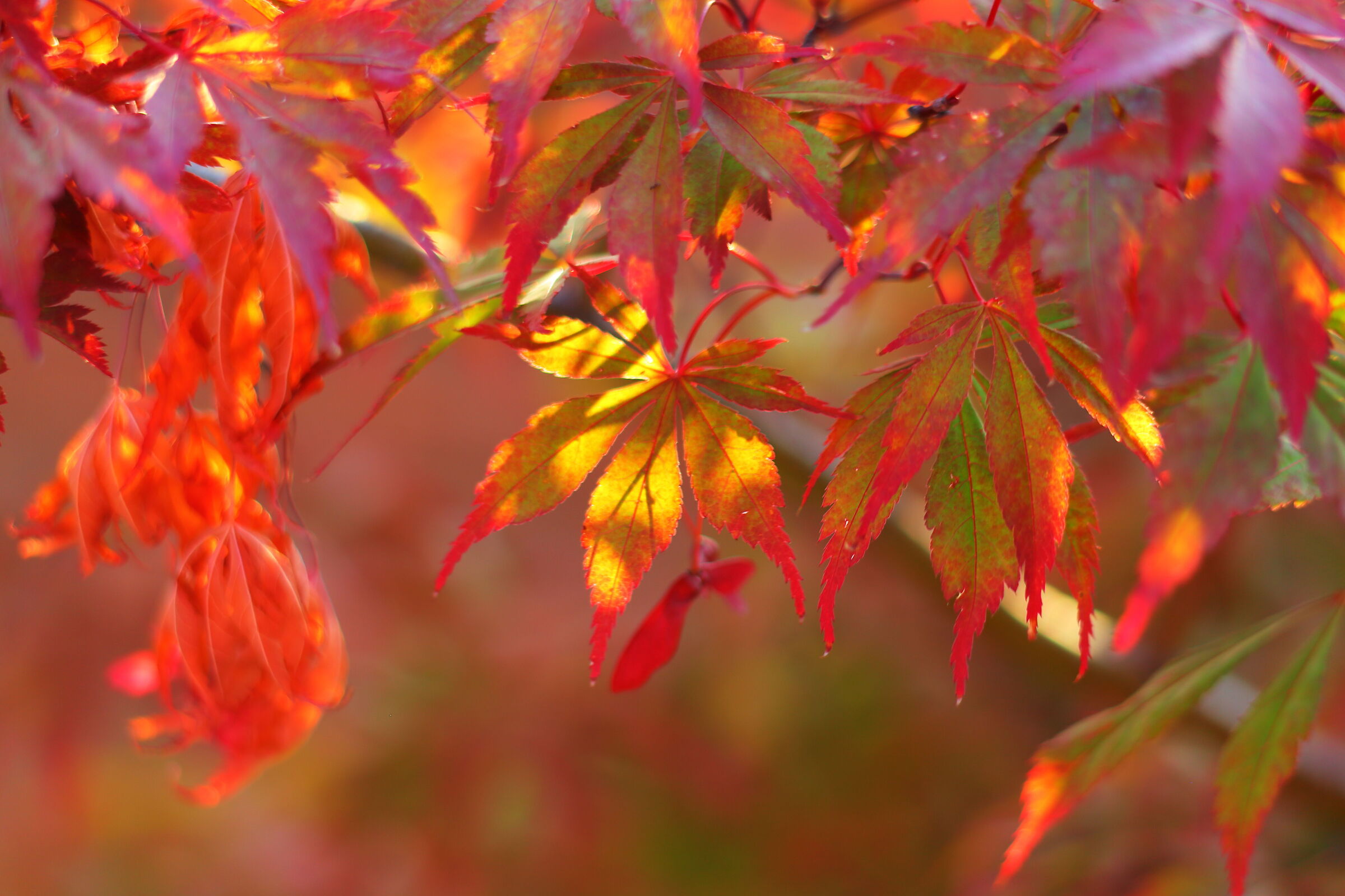 Red maple...