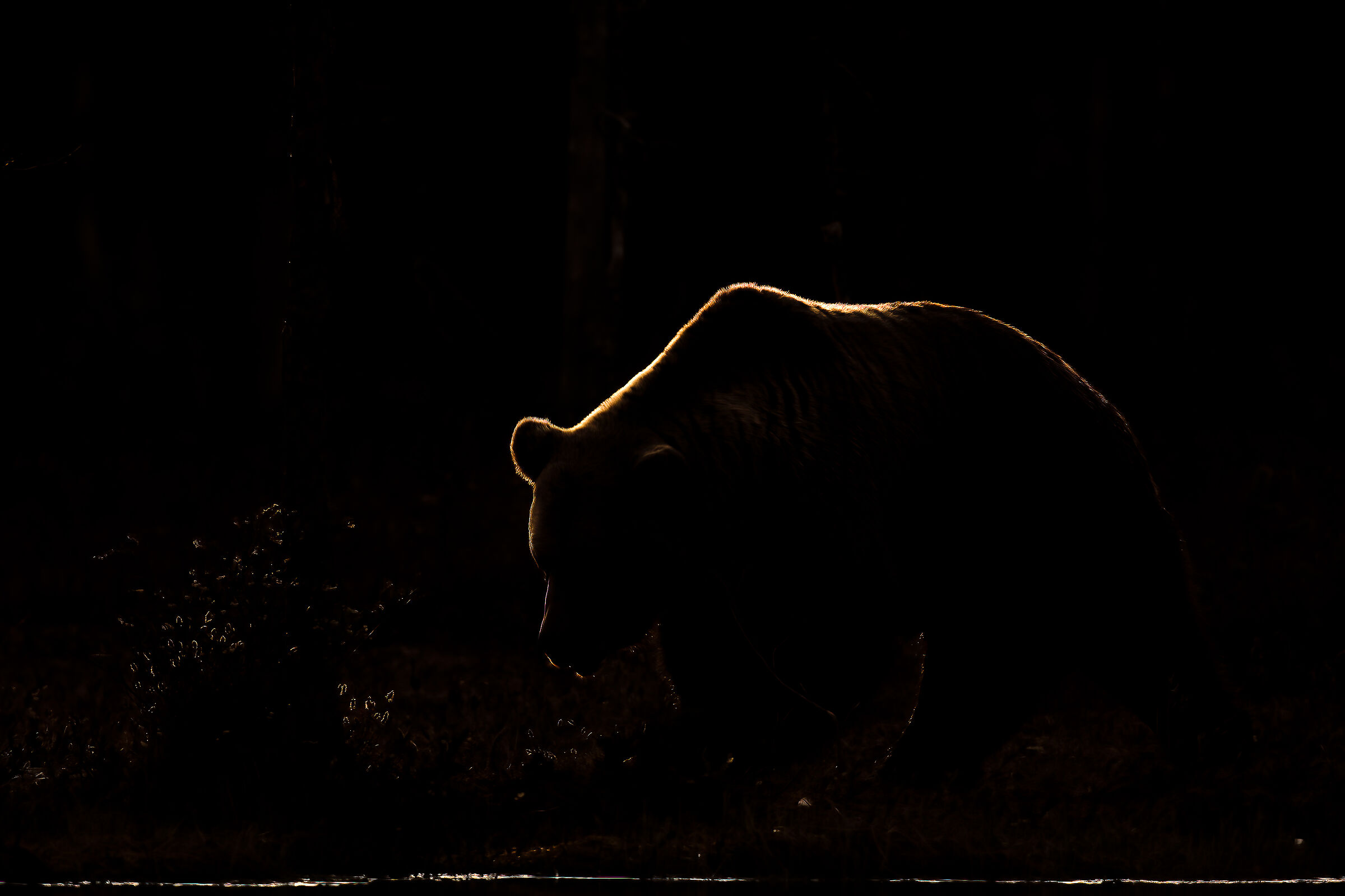 Brown bear.... a thread of light...