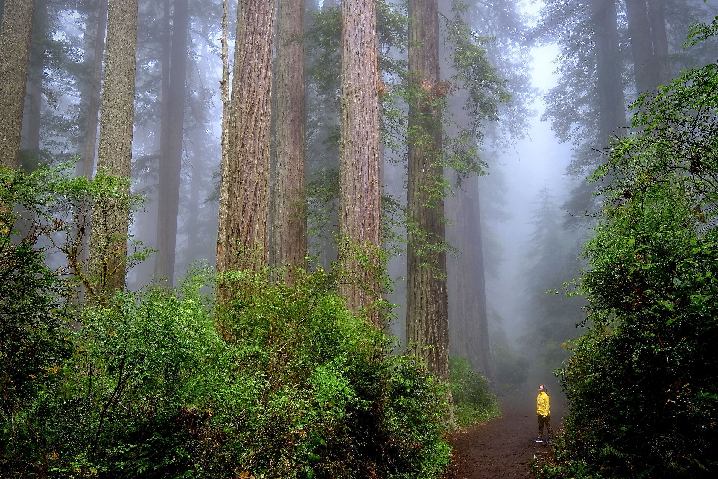 Coastal Redwoods 1...