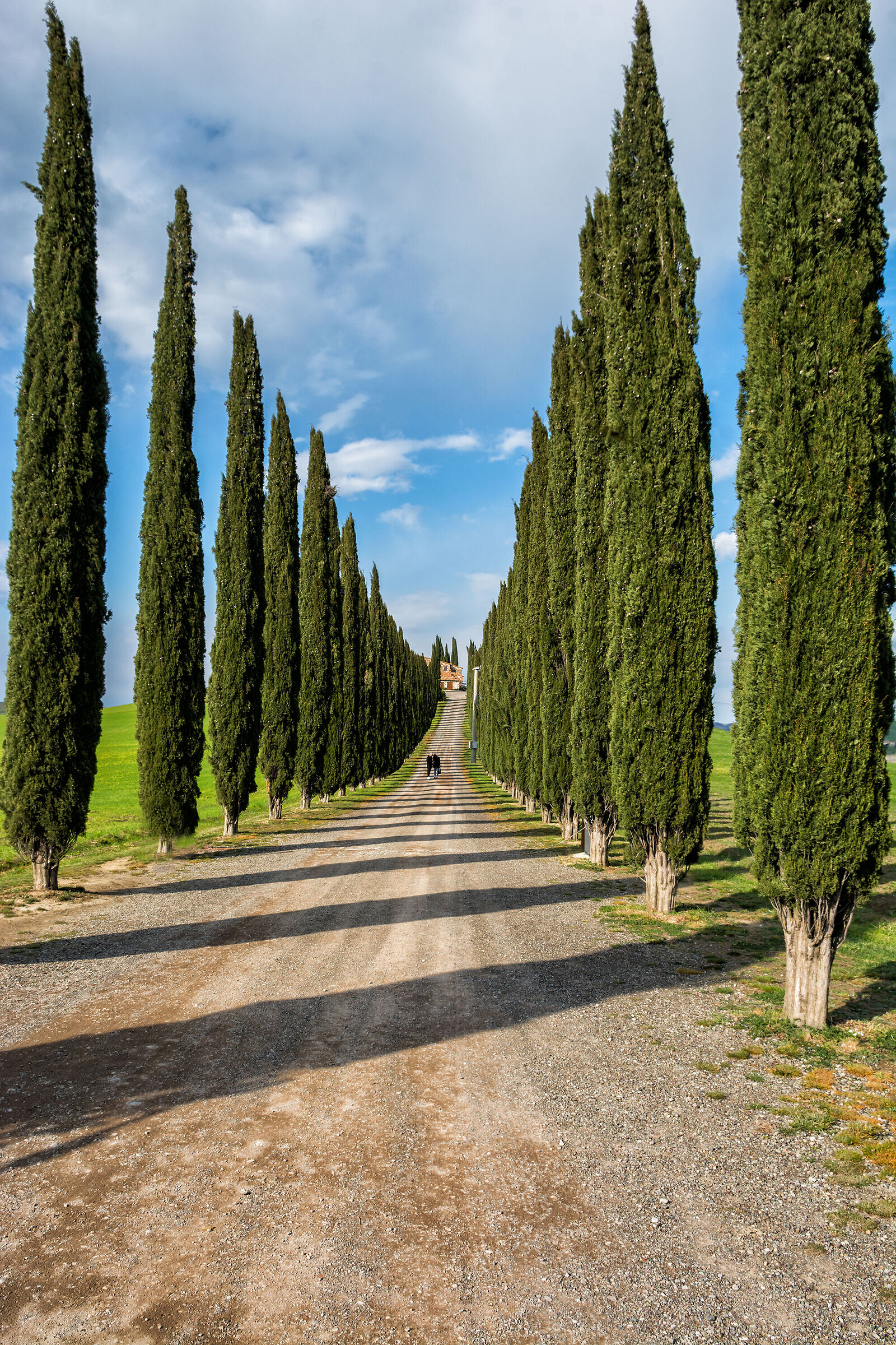 The avenue of cypress trees...