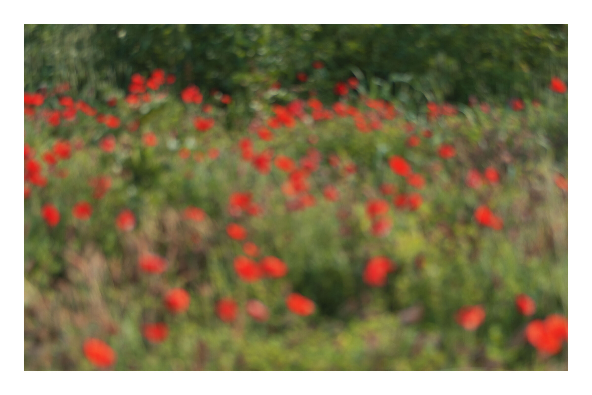 Blurred wanted of a poppy field...