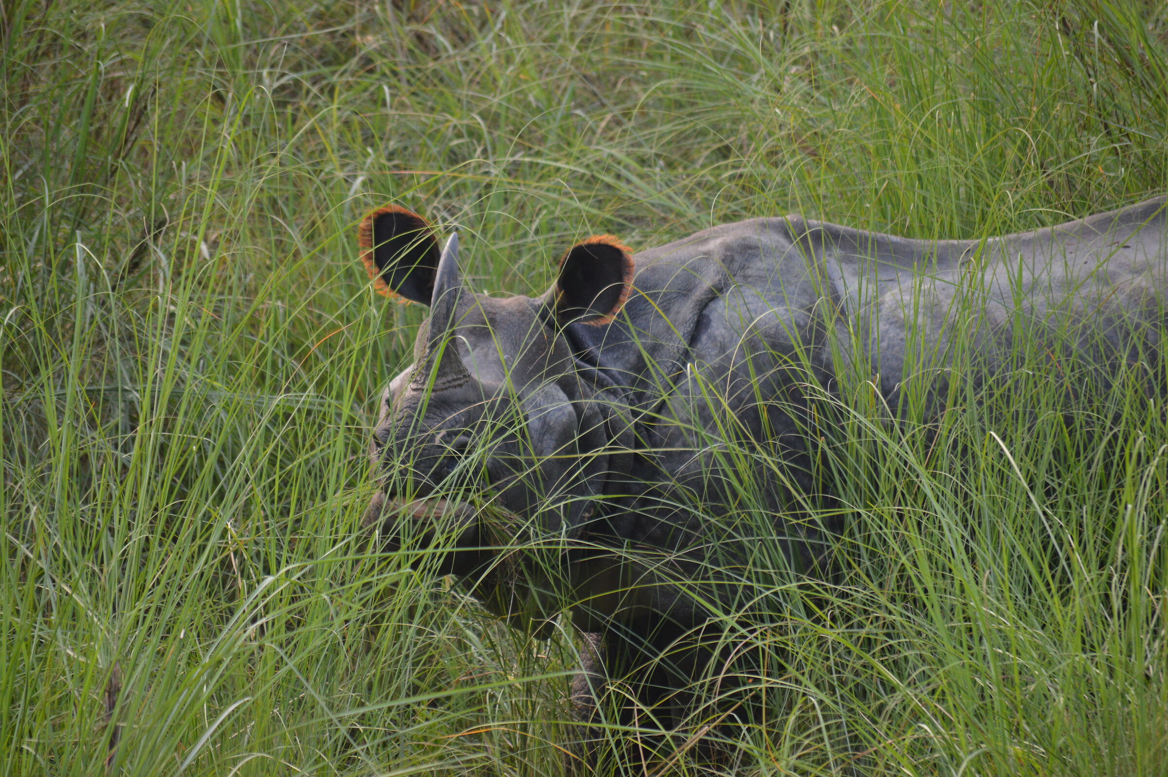 Indian rhino...