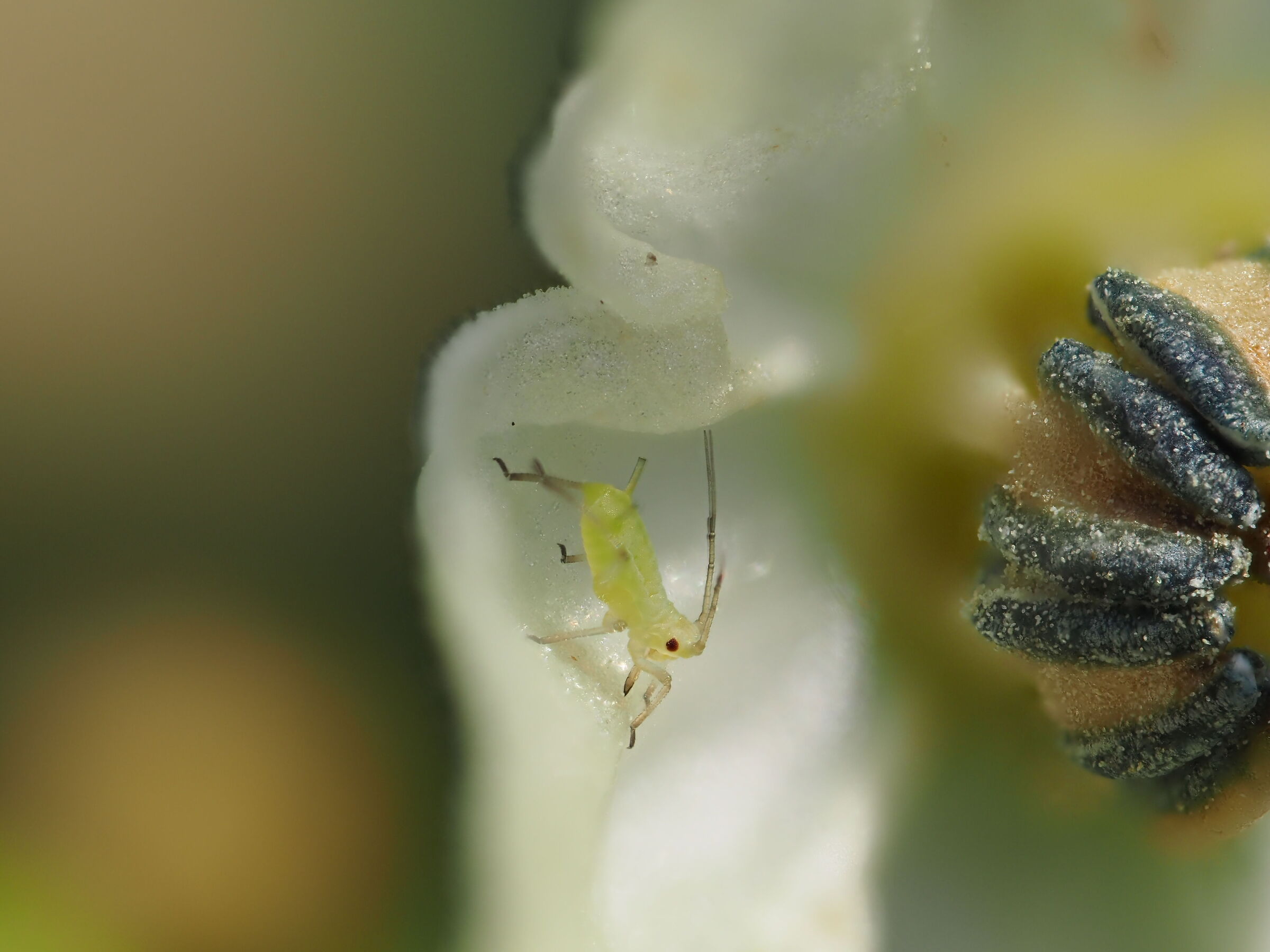 Aphid on chili flower...