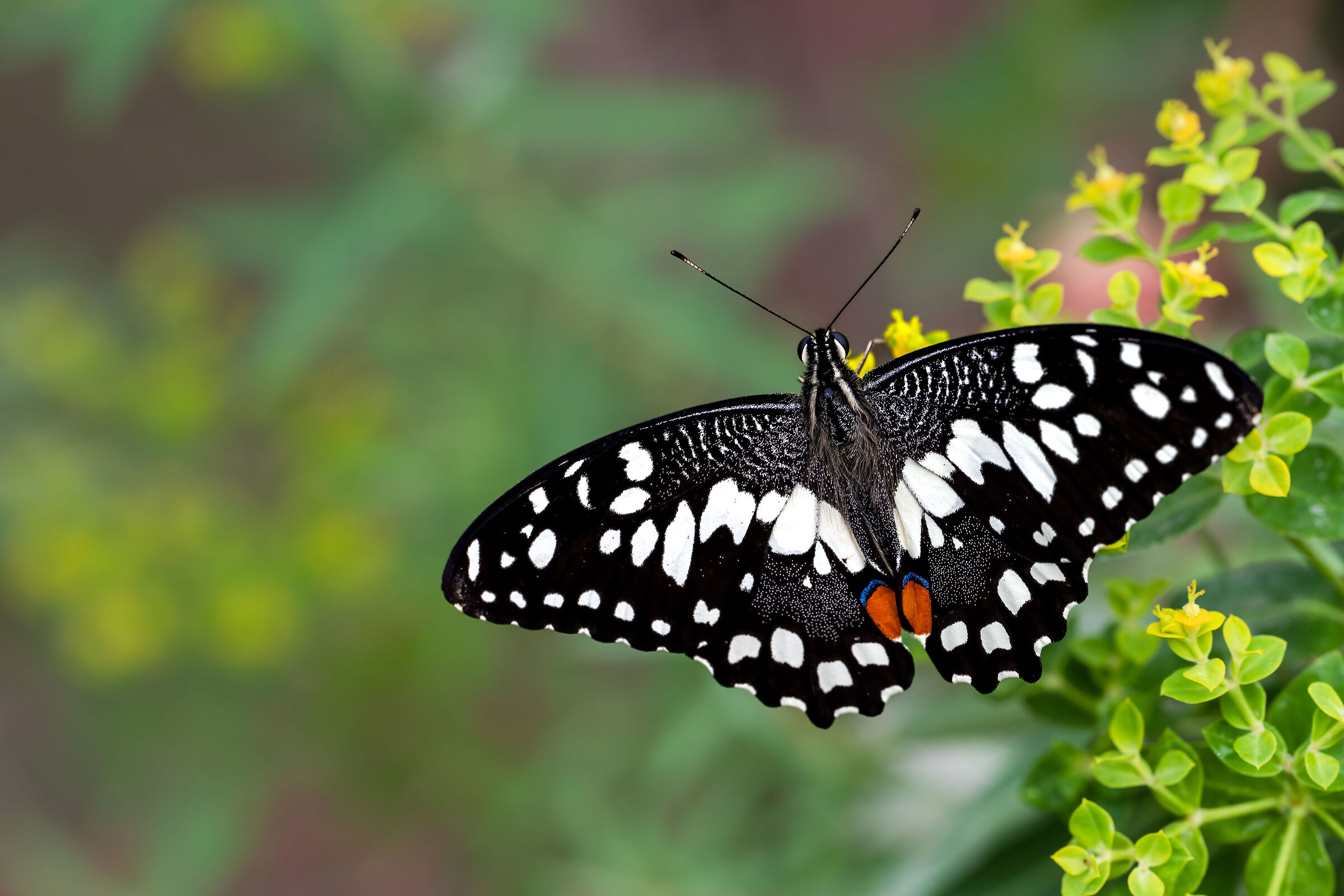 Papilio demoleus...