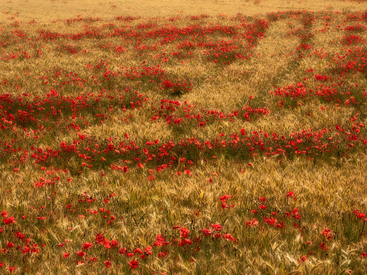 a thousand red poppies...