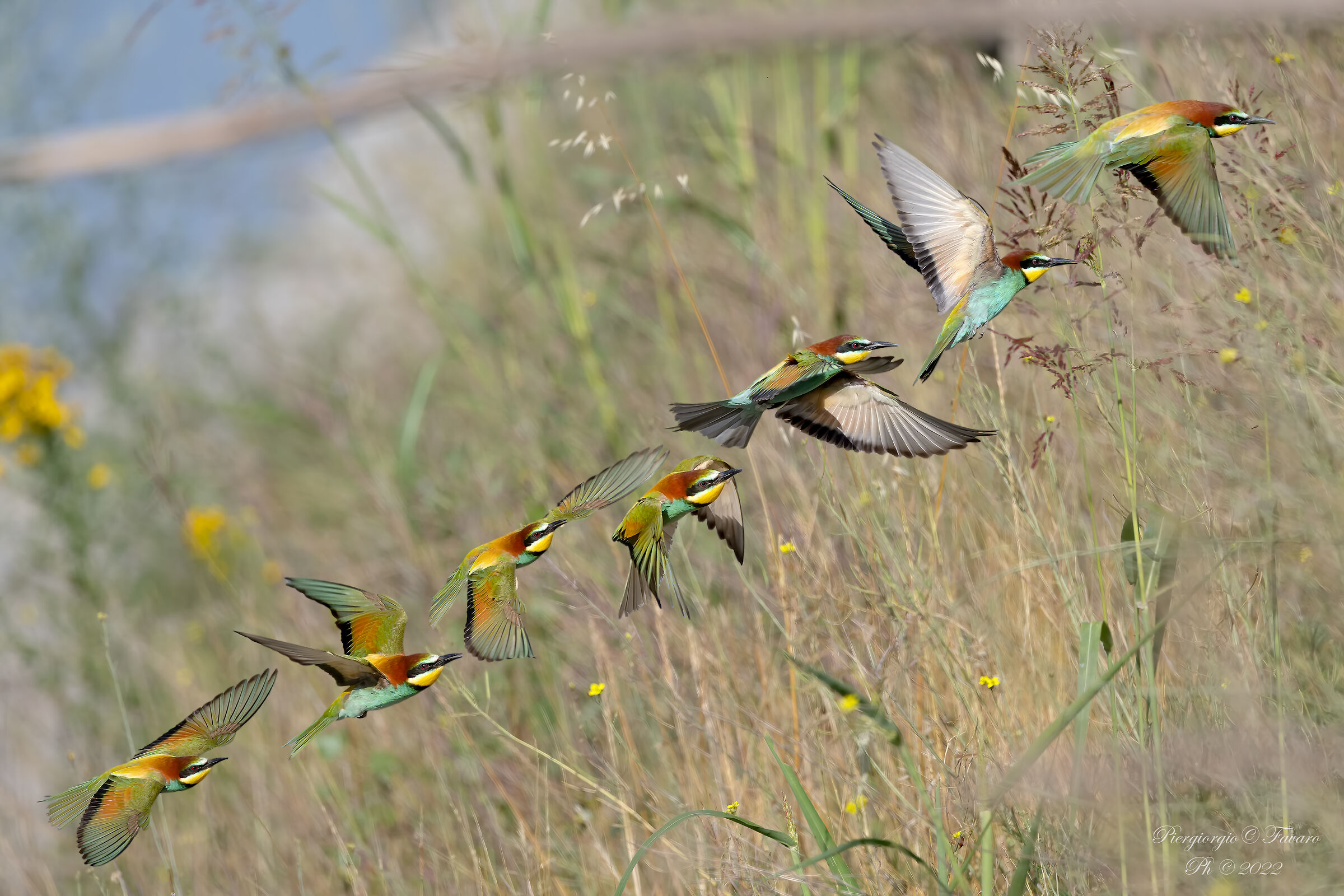Bee-eater in flight....