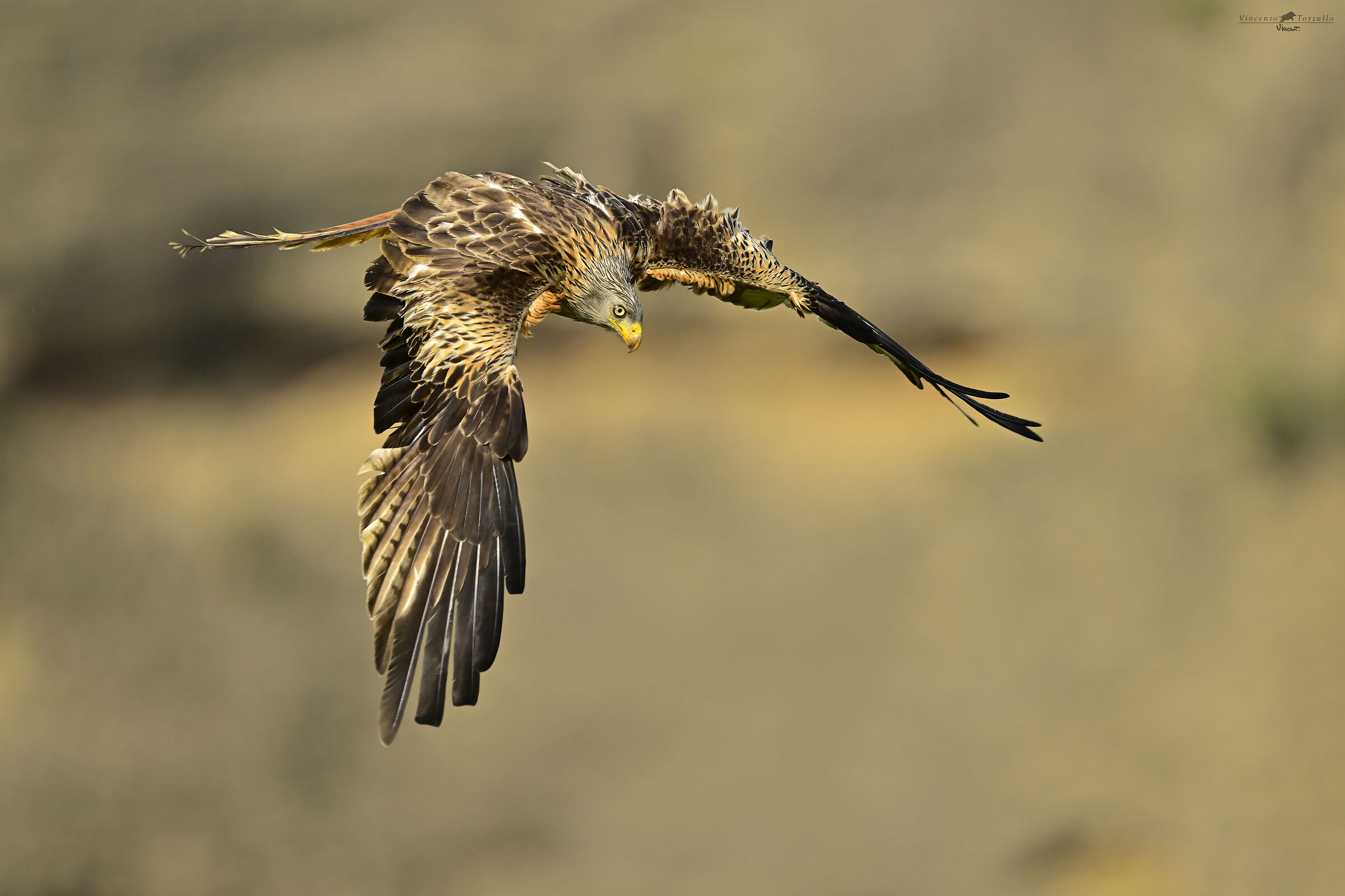 Red Kite opens deflectors for rapid descent...