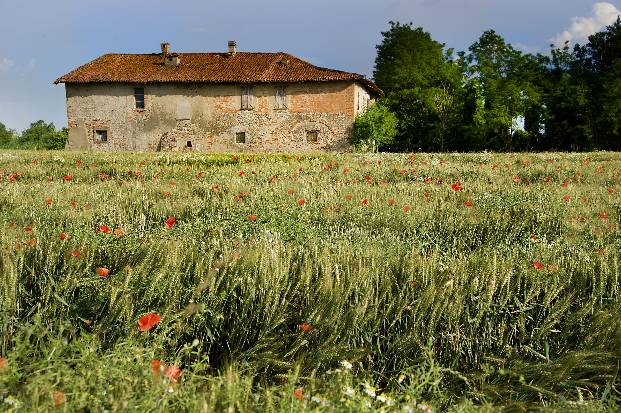 Farmhouse and poppies...