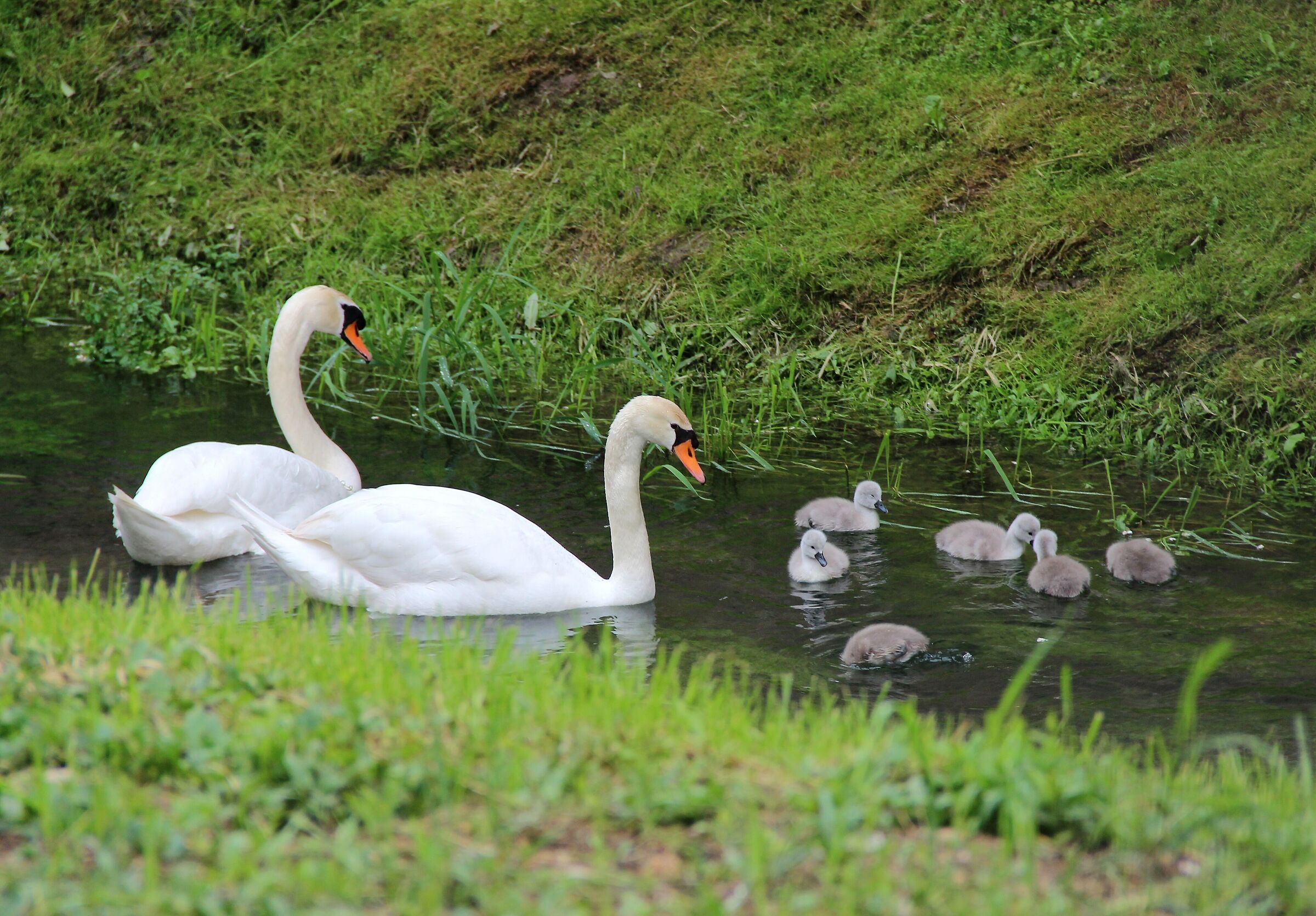 Pair of swans guard the young...