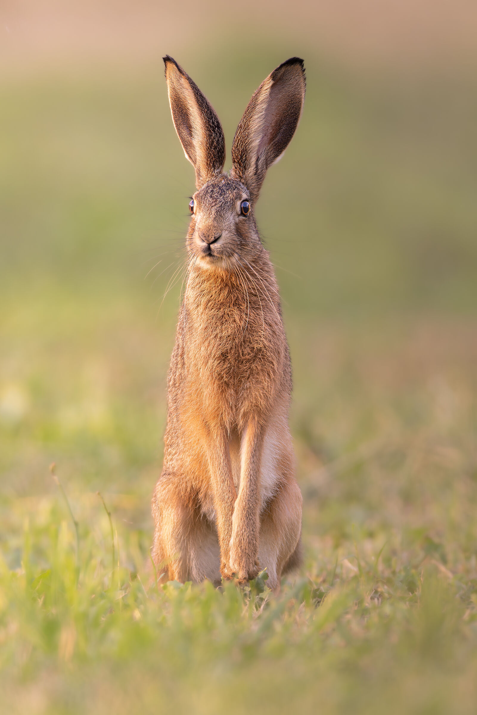 Curious hare...