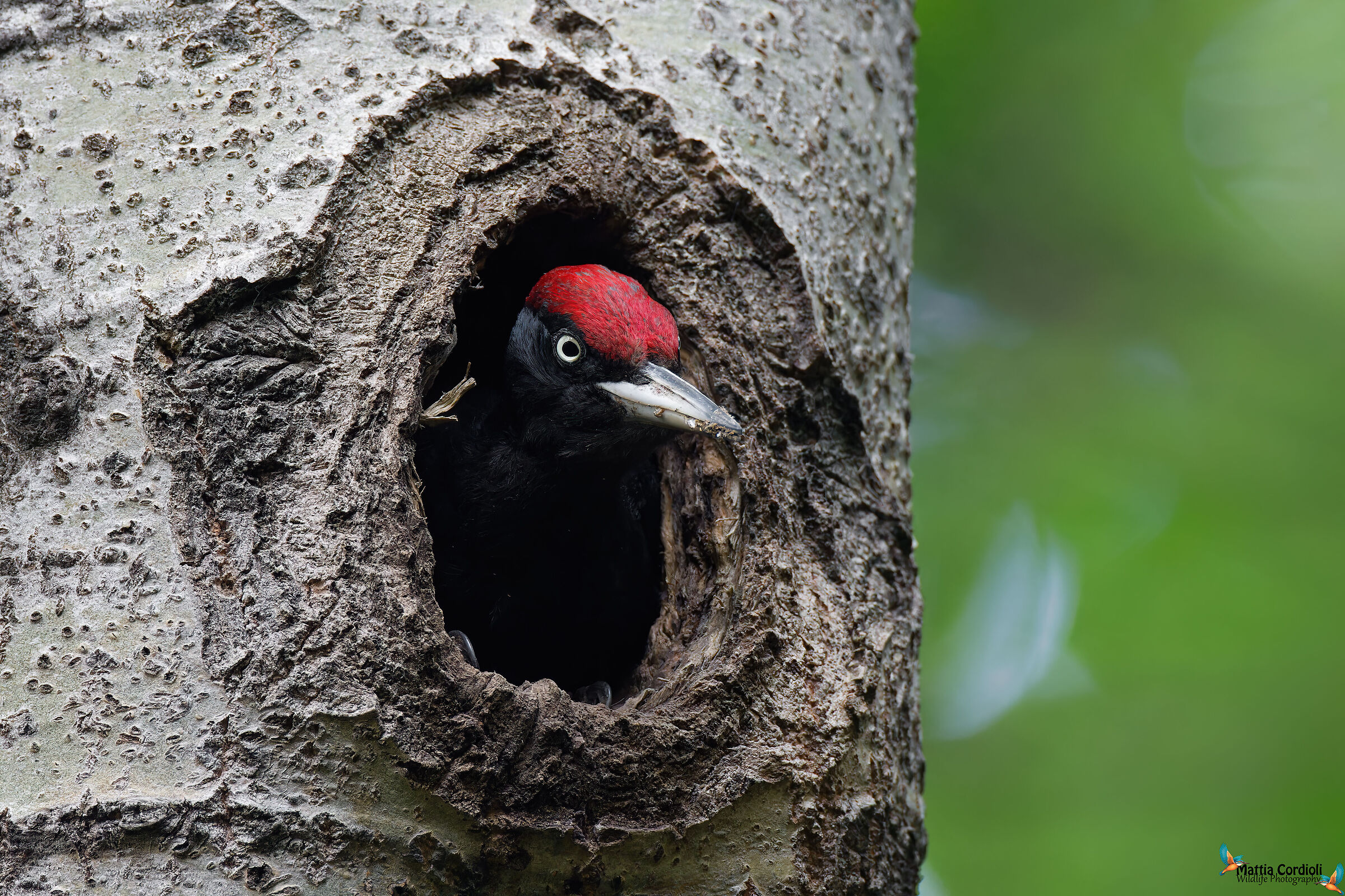 Black Woodpecker Male...