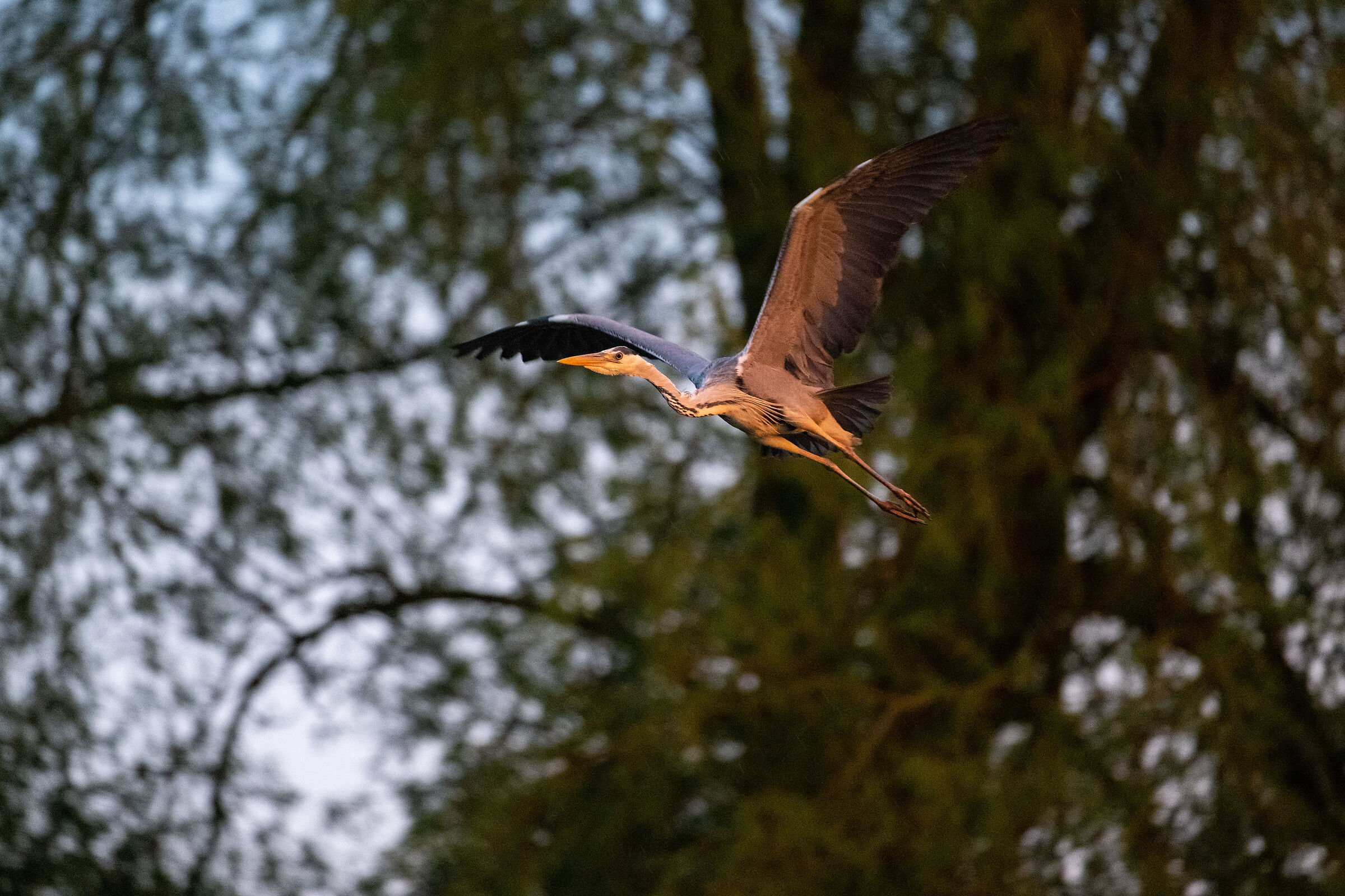 Grey heron (Ashen Area)...