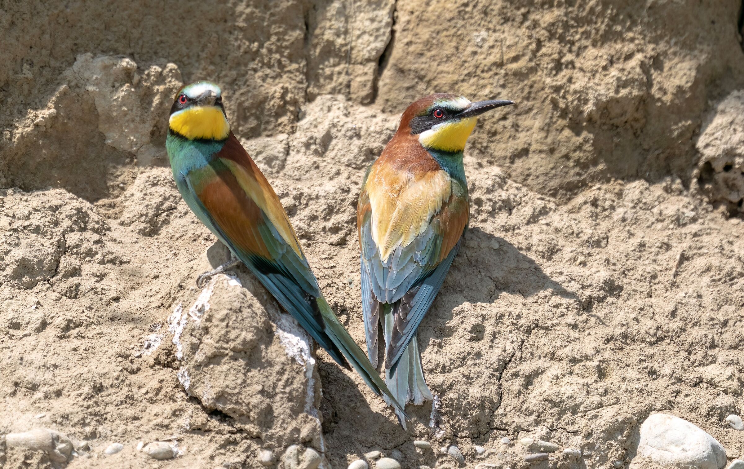 Pair of bee-eaters ...