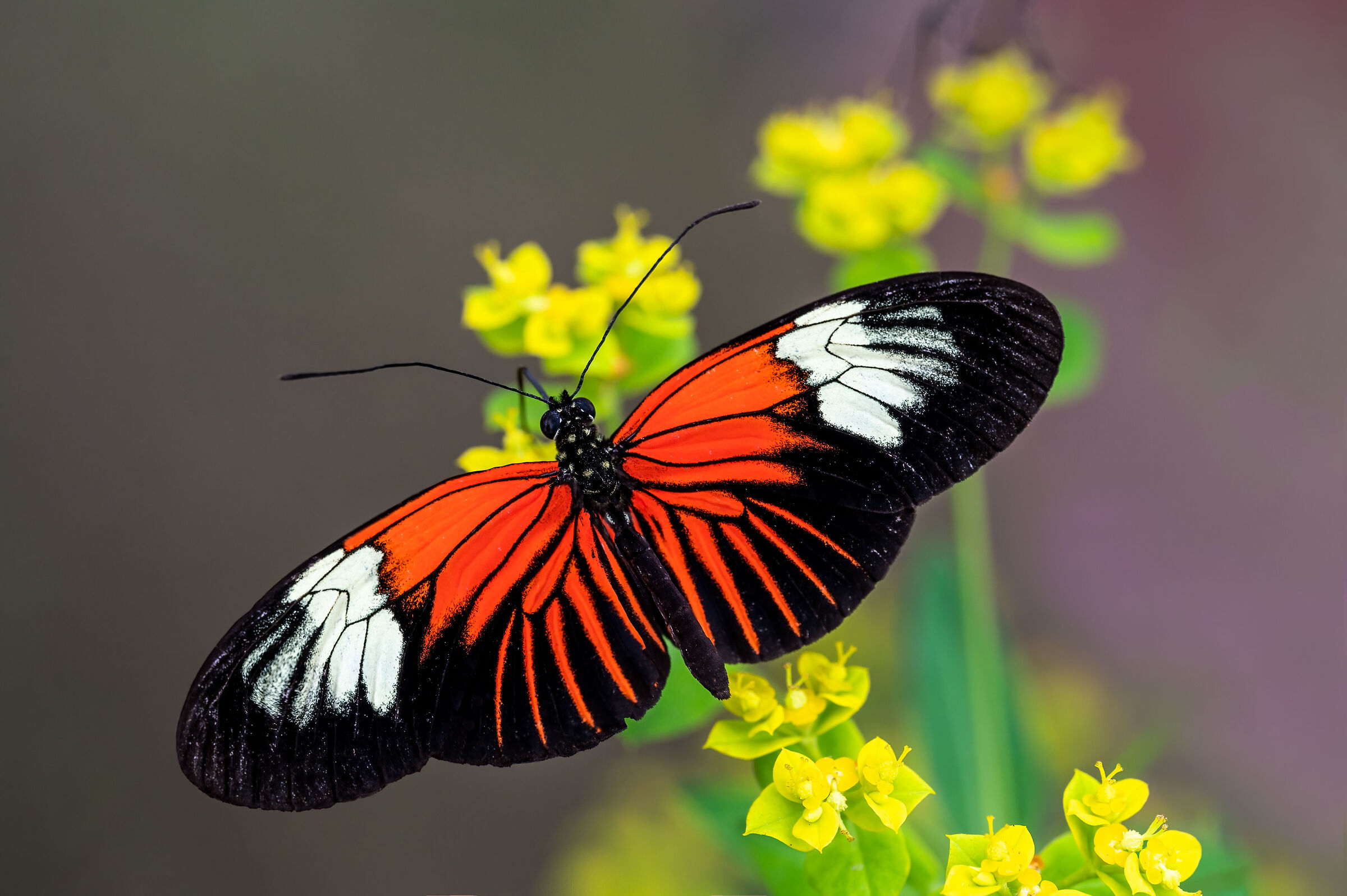 Heliconius erato or butterfly postman...