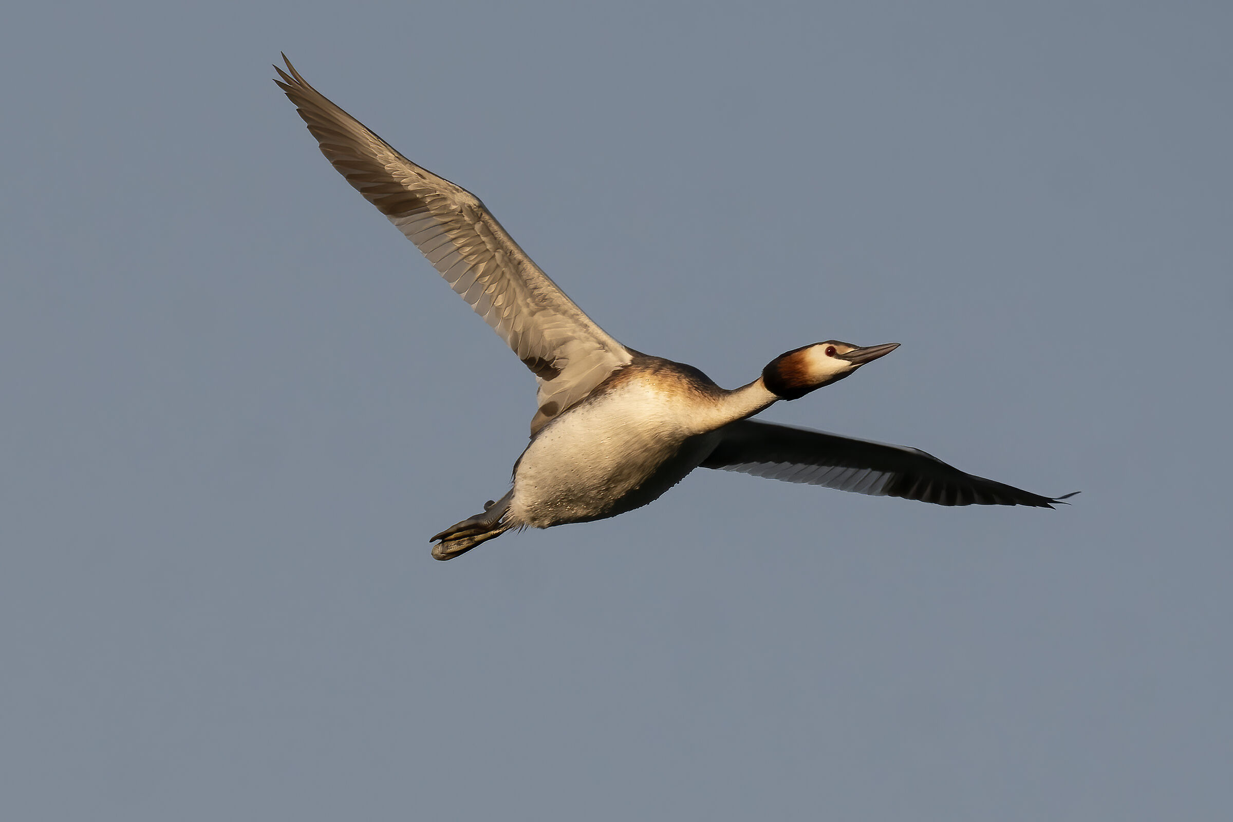 Great crested grebe in flight...