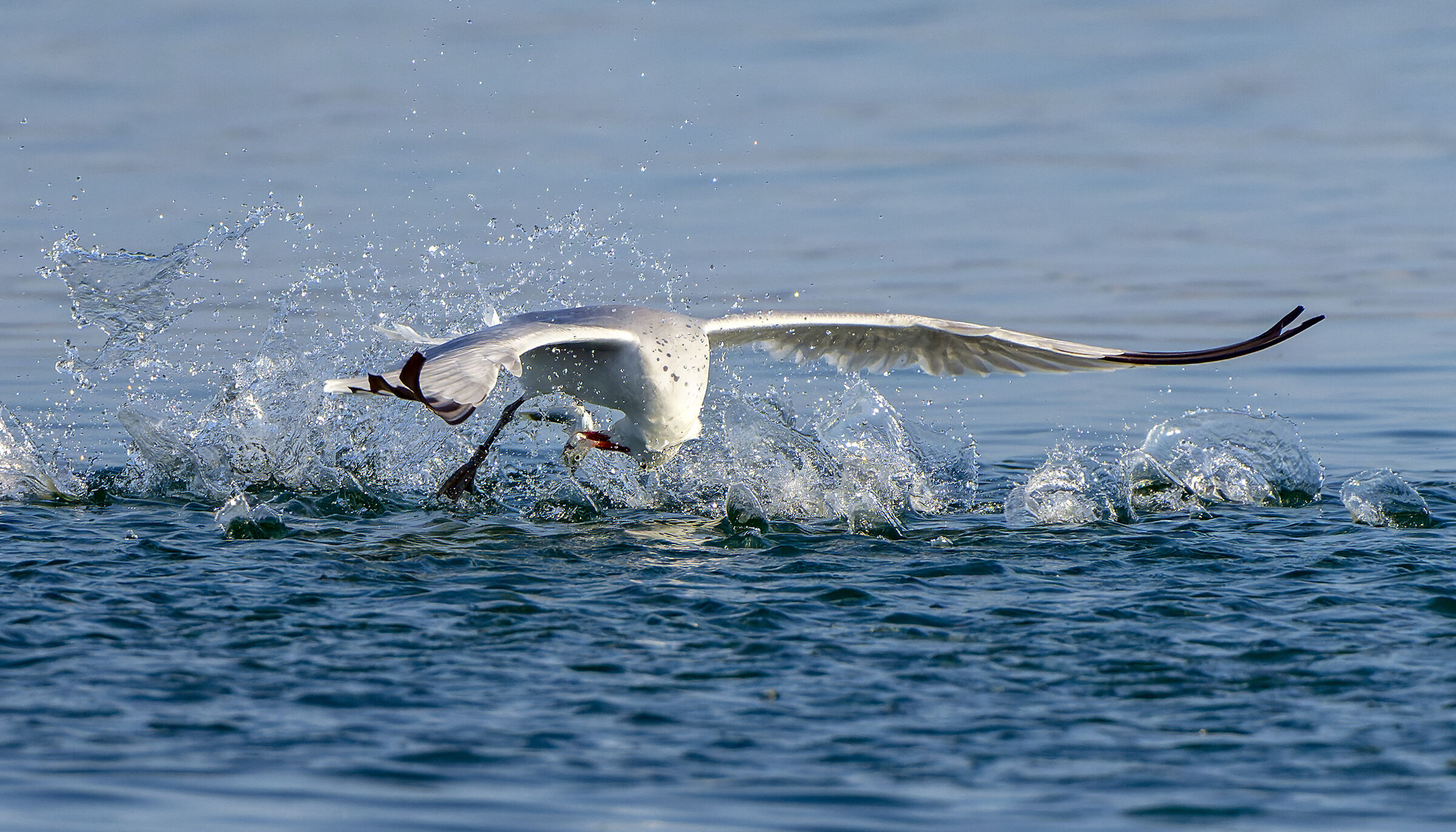 Corsican gull fishing 2...