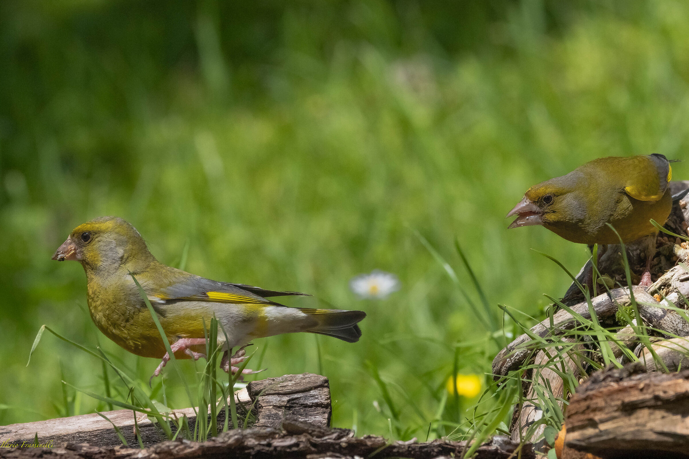 Quarrelsome greenfinches...