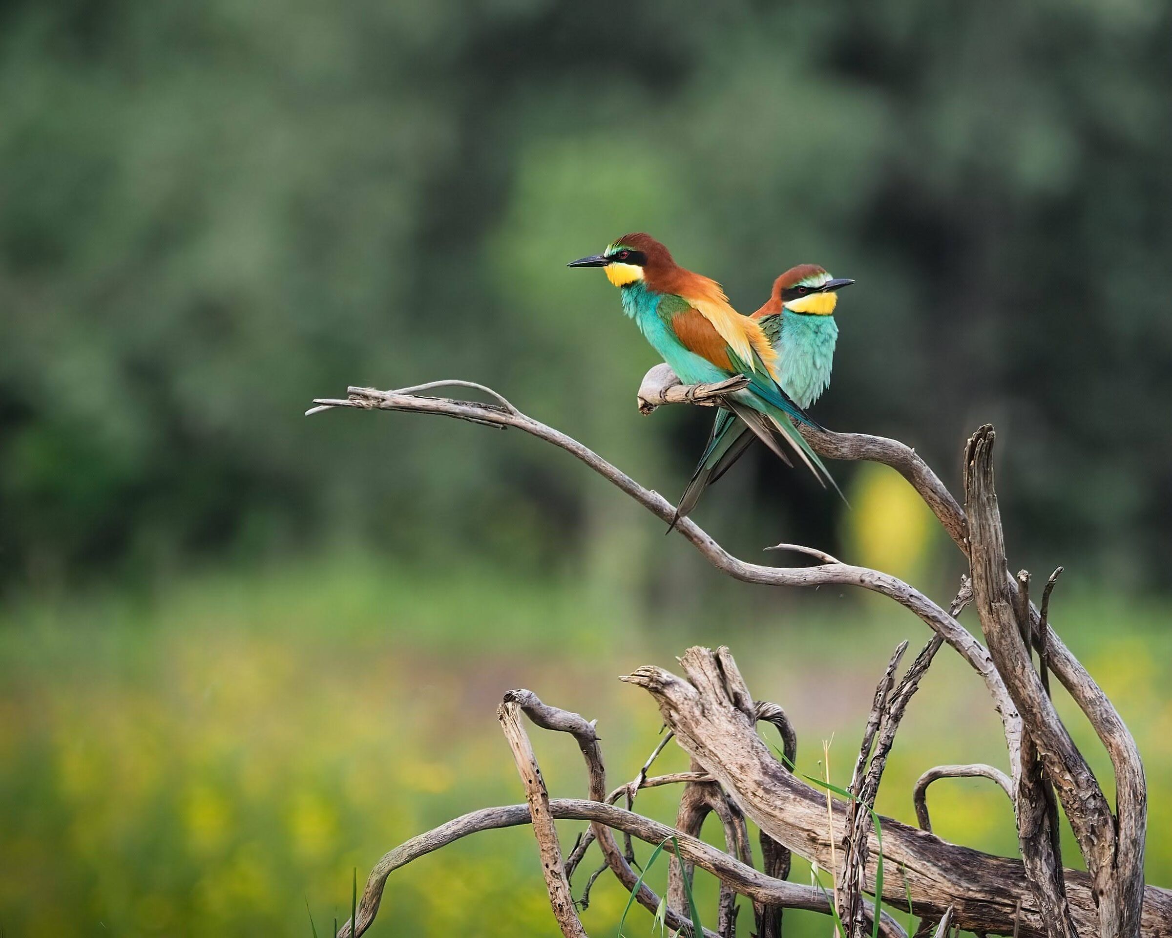 Bee-eaters (the couple)...