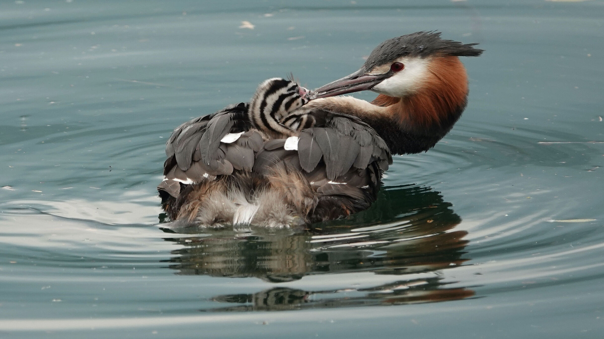 Grebe with chick 2...
