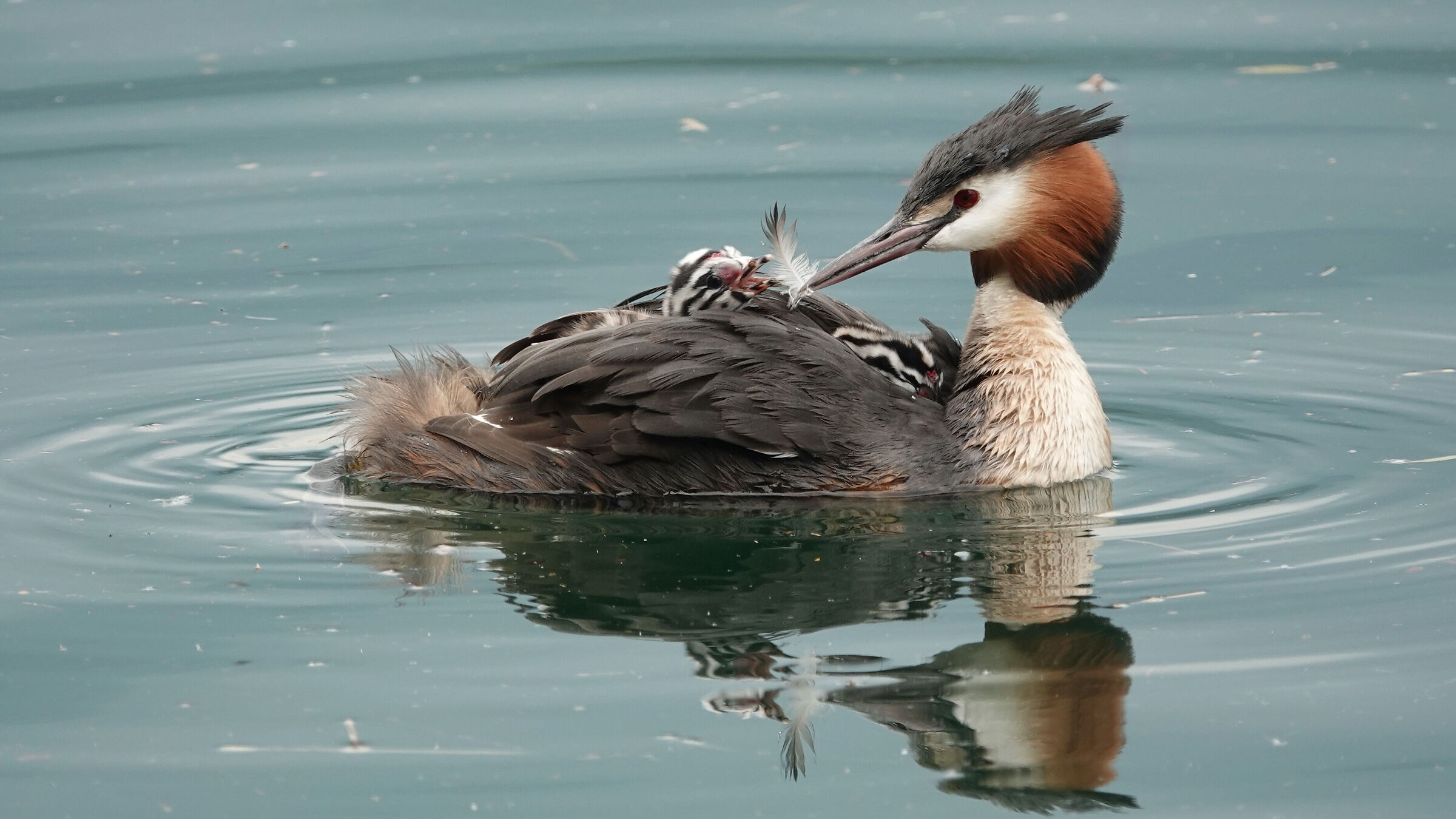 Grebe with chick 3...