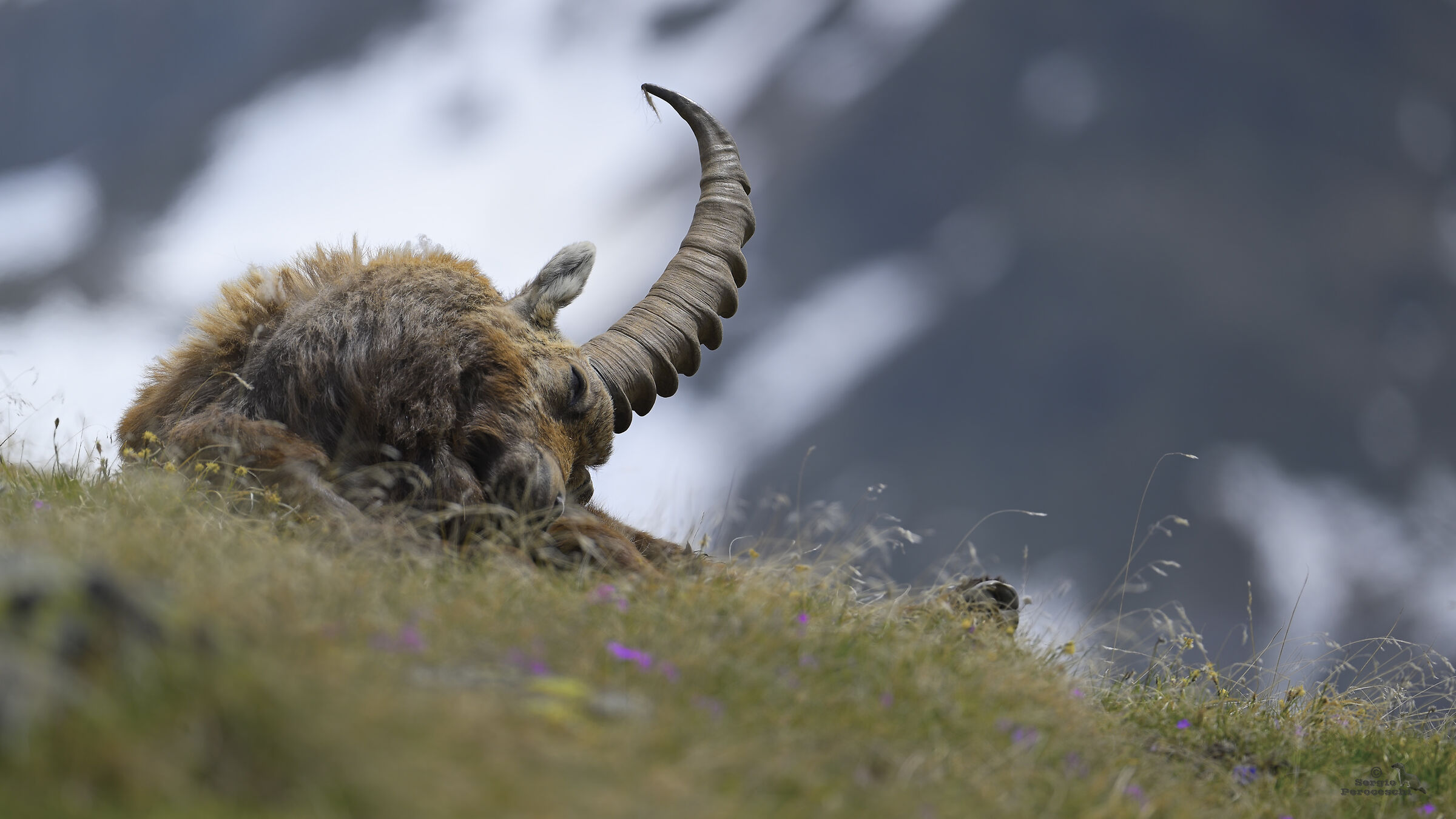 The nap of the ibex...
