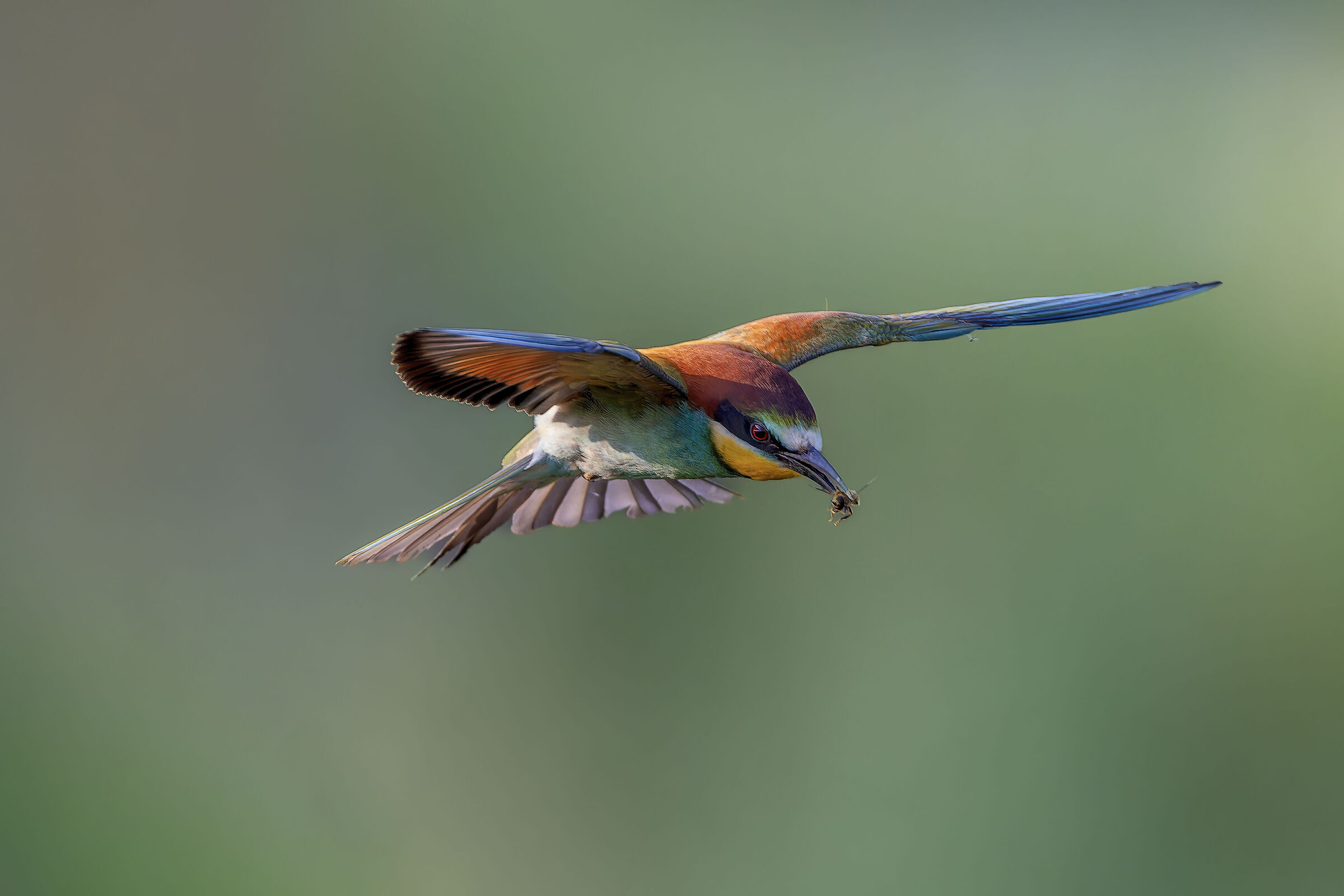Bee-eater in flight...