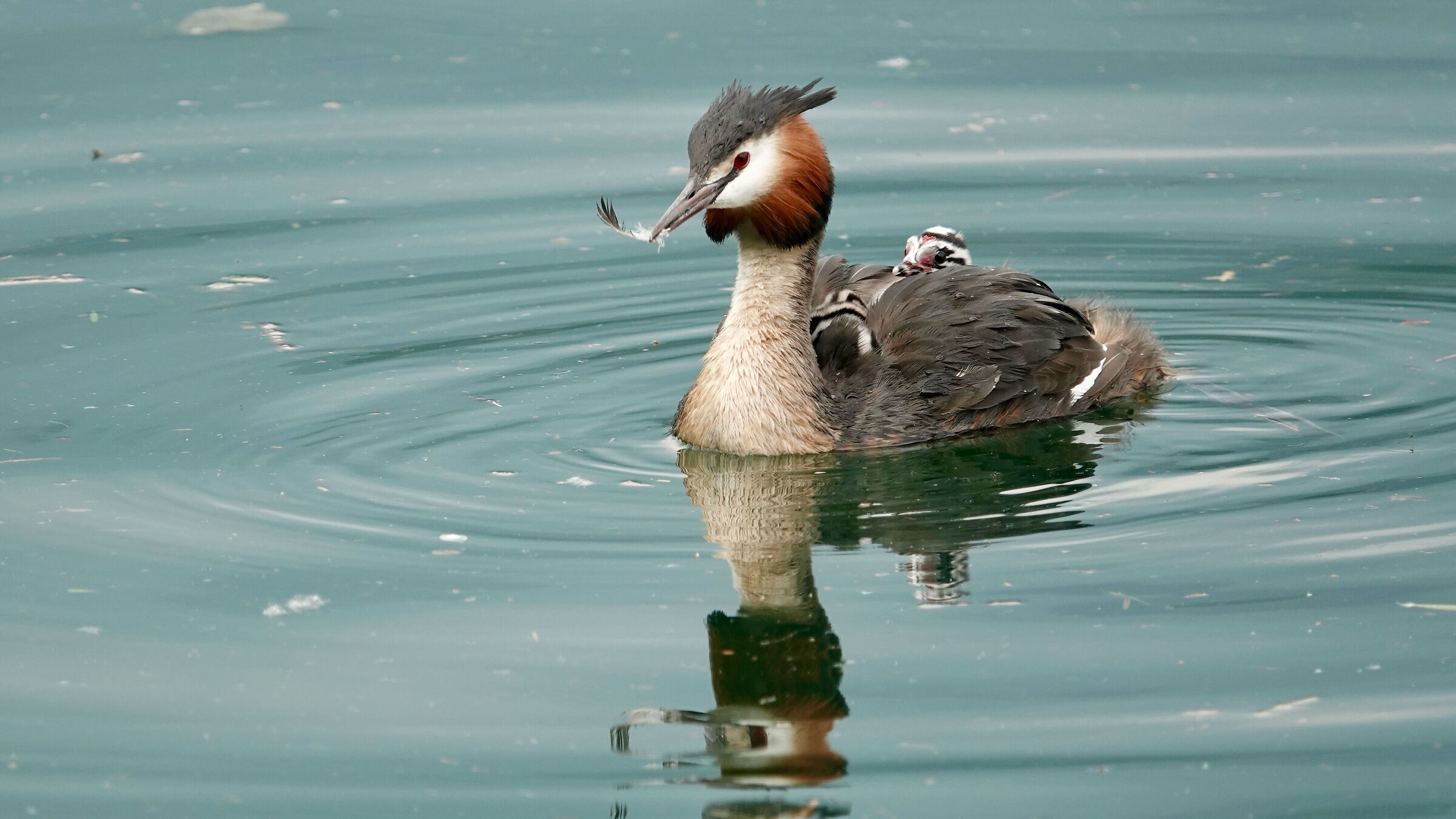 Grebe with chick...